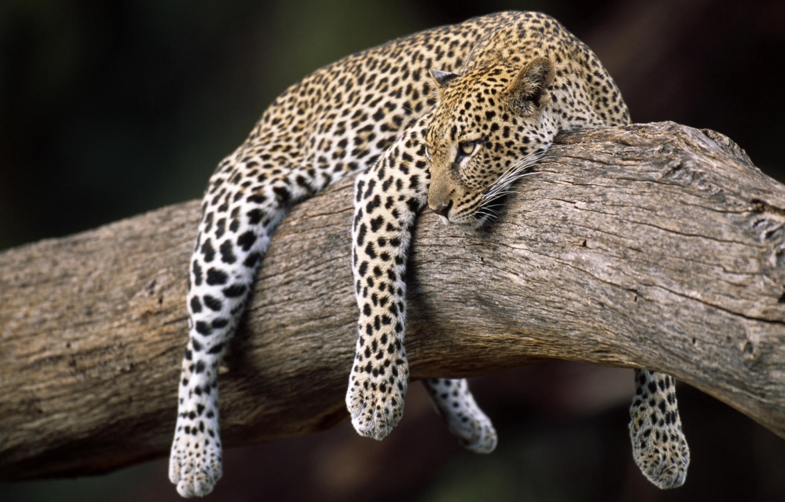 Free download wallpaper Animals, Jaguar on your PC desktop