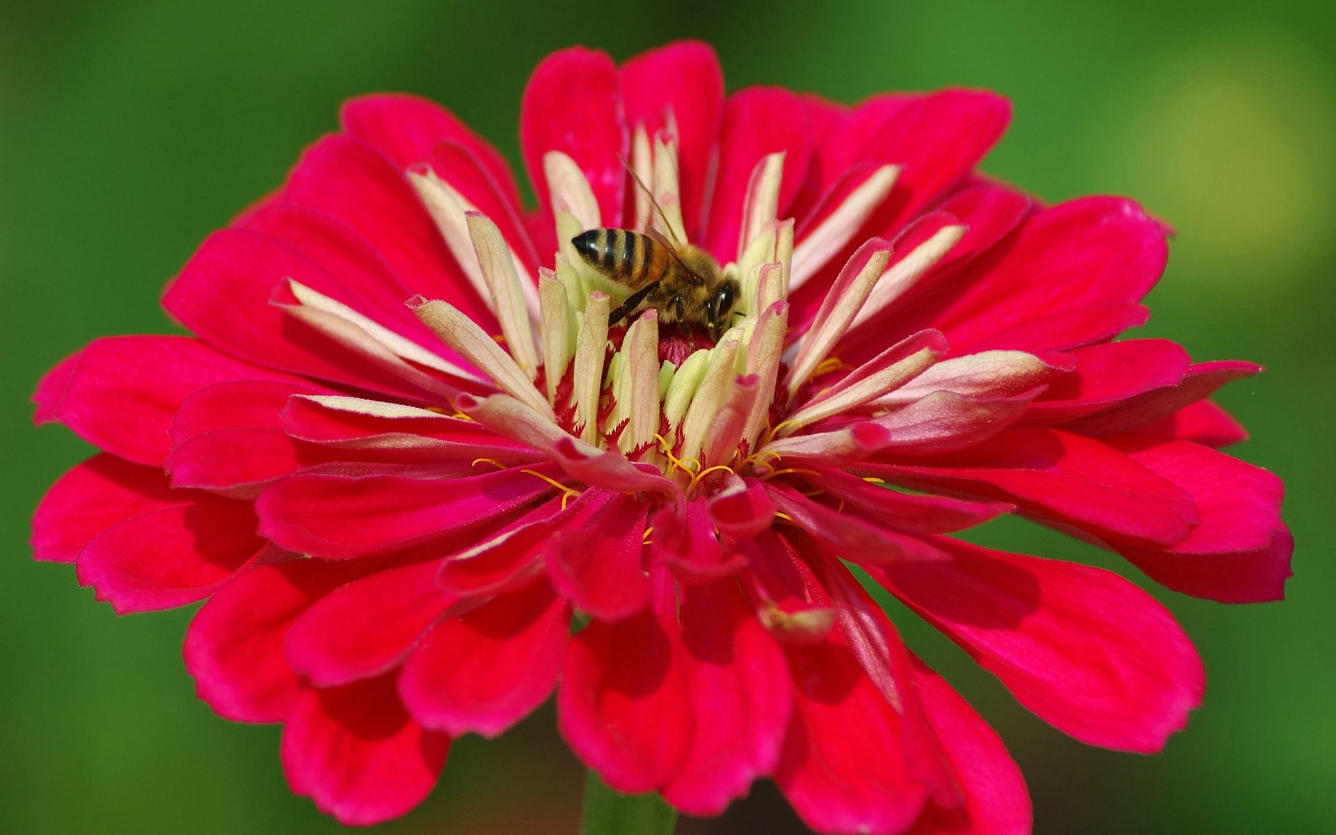 Download mobile wallpaper Bee, Insect, Insects, Pink, Pink Flower, Close Up, Macro, Flower, Animal for free.