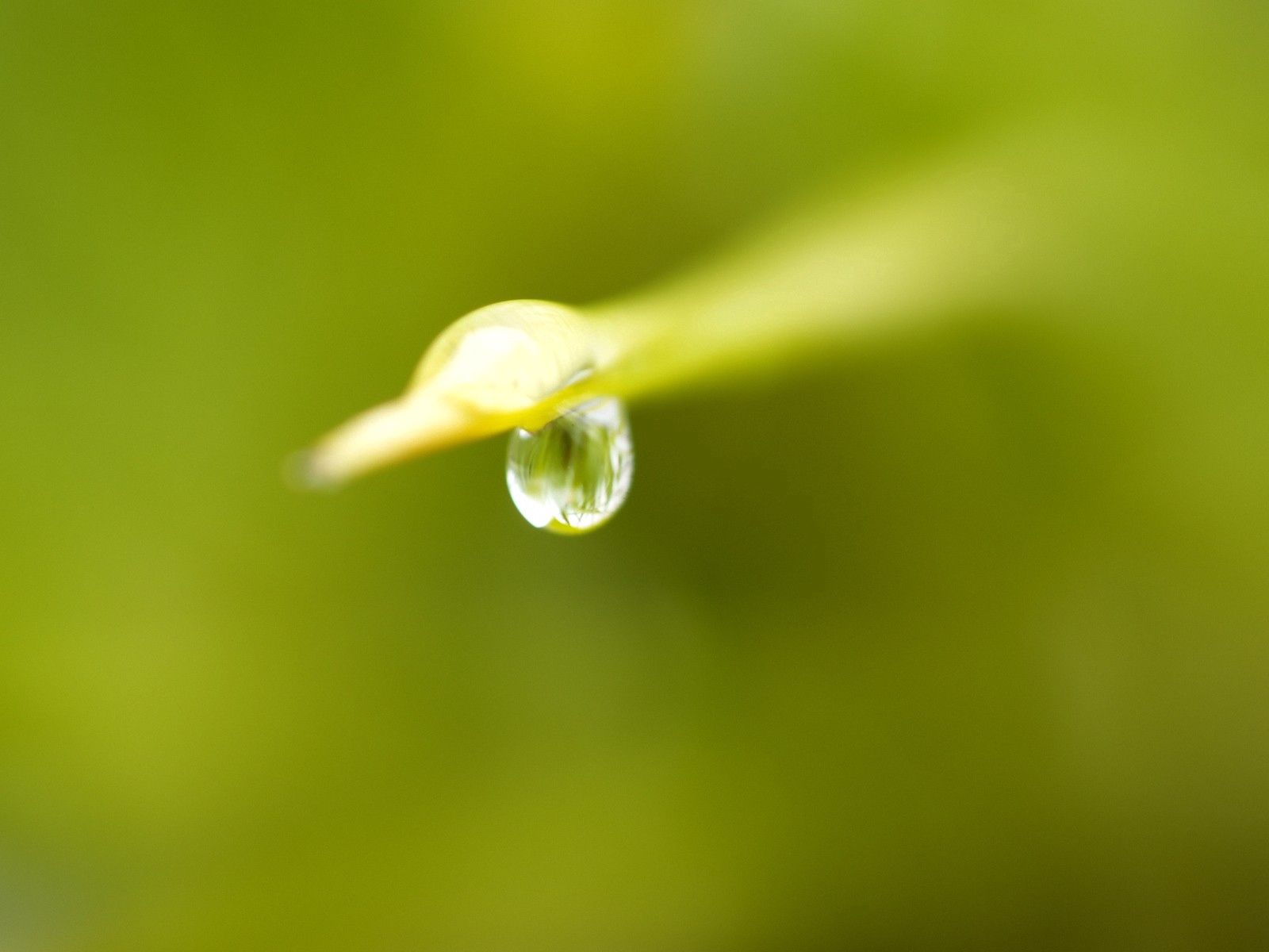 Download mobile wallpaper Drop, Macro, Dew, Smooth, Blur for free.