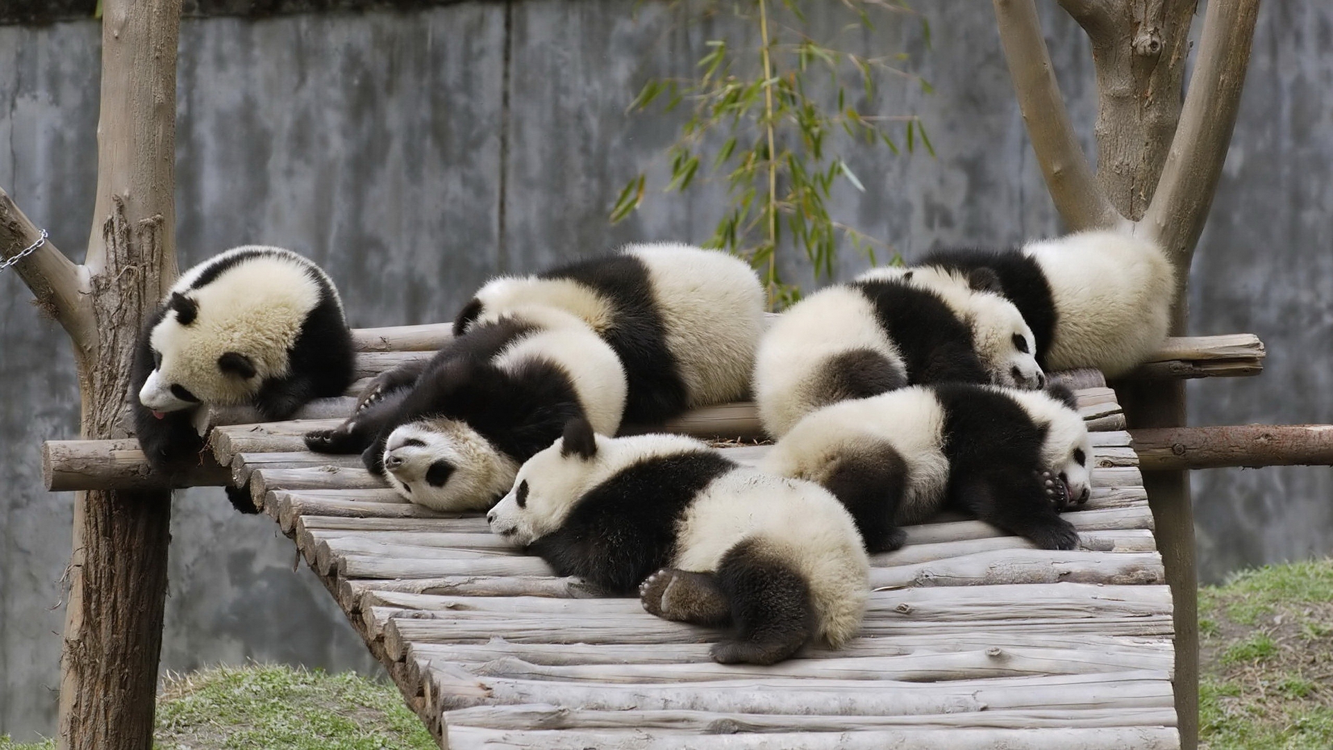 605463 Bild herunterladen tiere, panda, schlafen - Hintergrundbilder und Bildschirmschoner kostenlos
