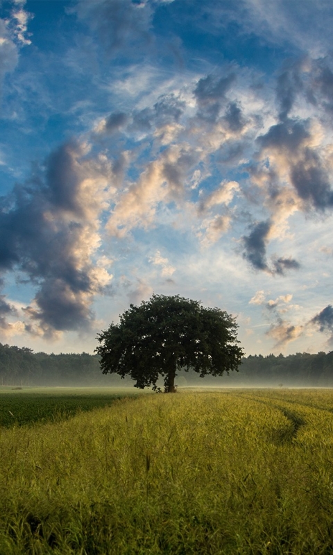 Download mobile wallpaper Trees, Sky, Tree, Earth, Field, Cloud for free.