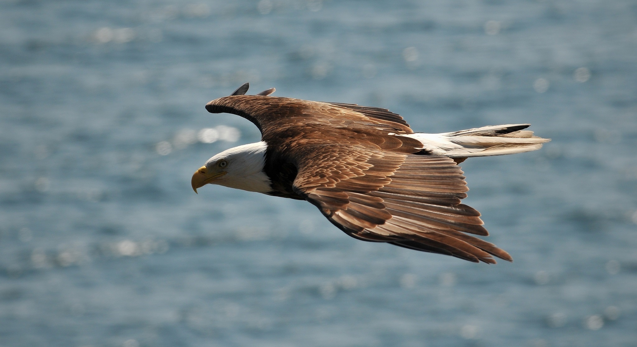 Free download wallpaper Birds, Flight, Animal, Eagle, Bald Eagle on your PC desktop
