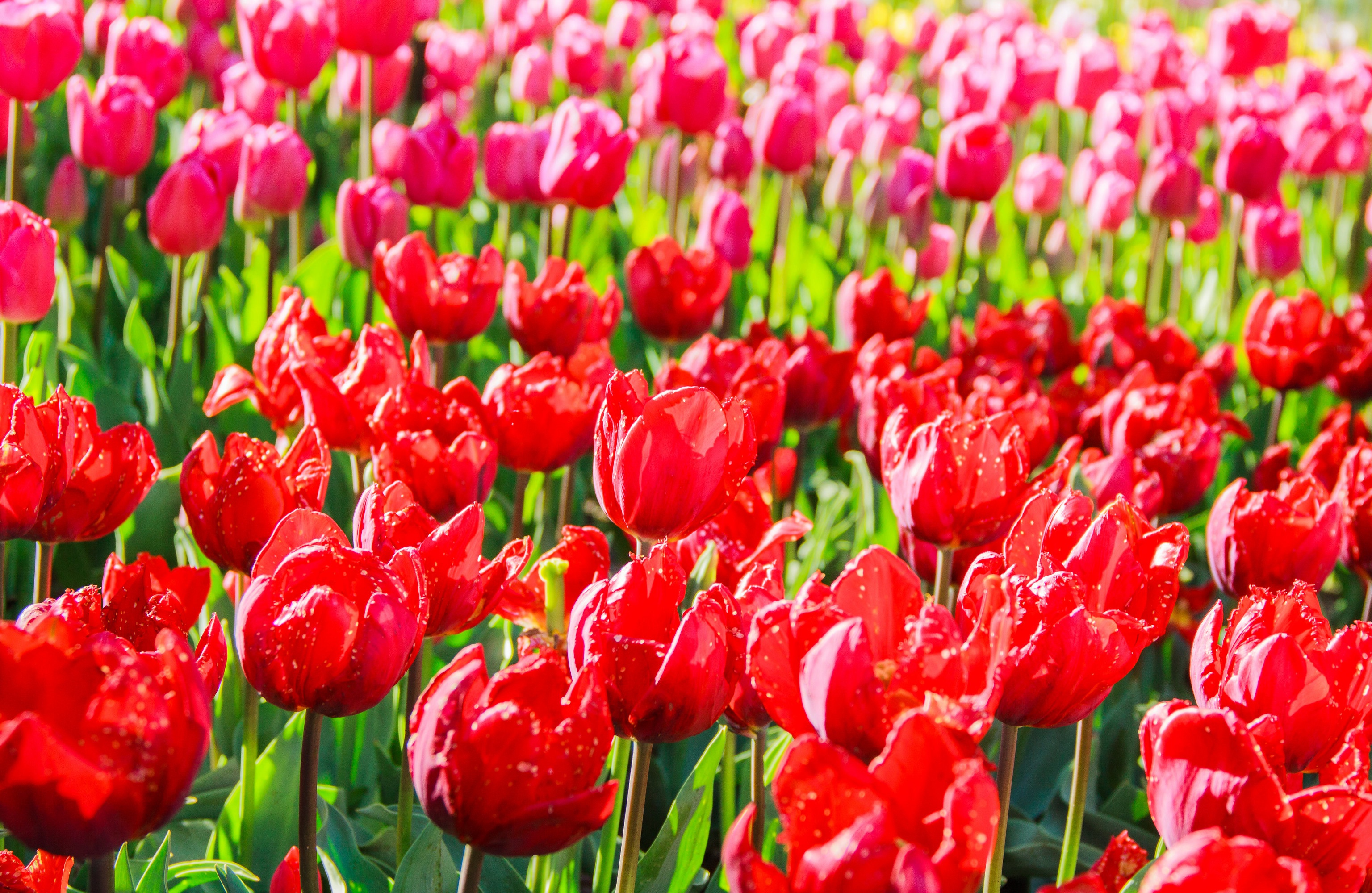 Скачати мобільні шпалери Природа, Квітка, Земля, Весна, Тюльпан, Червона Квітка, Впритул, Флауерзи безкоштовно.