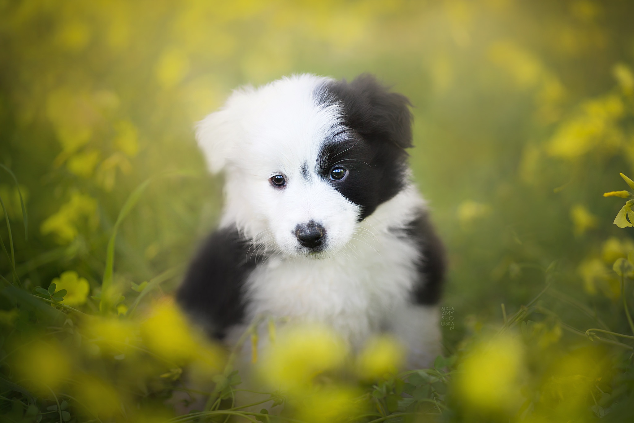 Download mobile wallpaper Dogs, Dog, Animal, Puppy, Border Collie, Baby Animal for free.