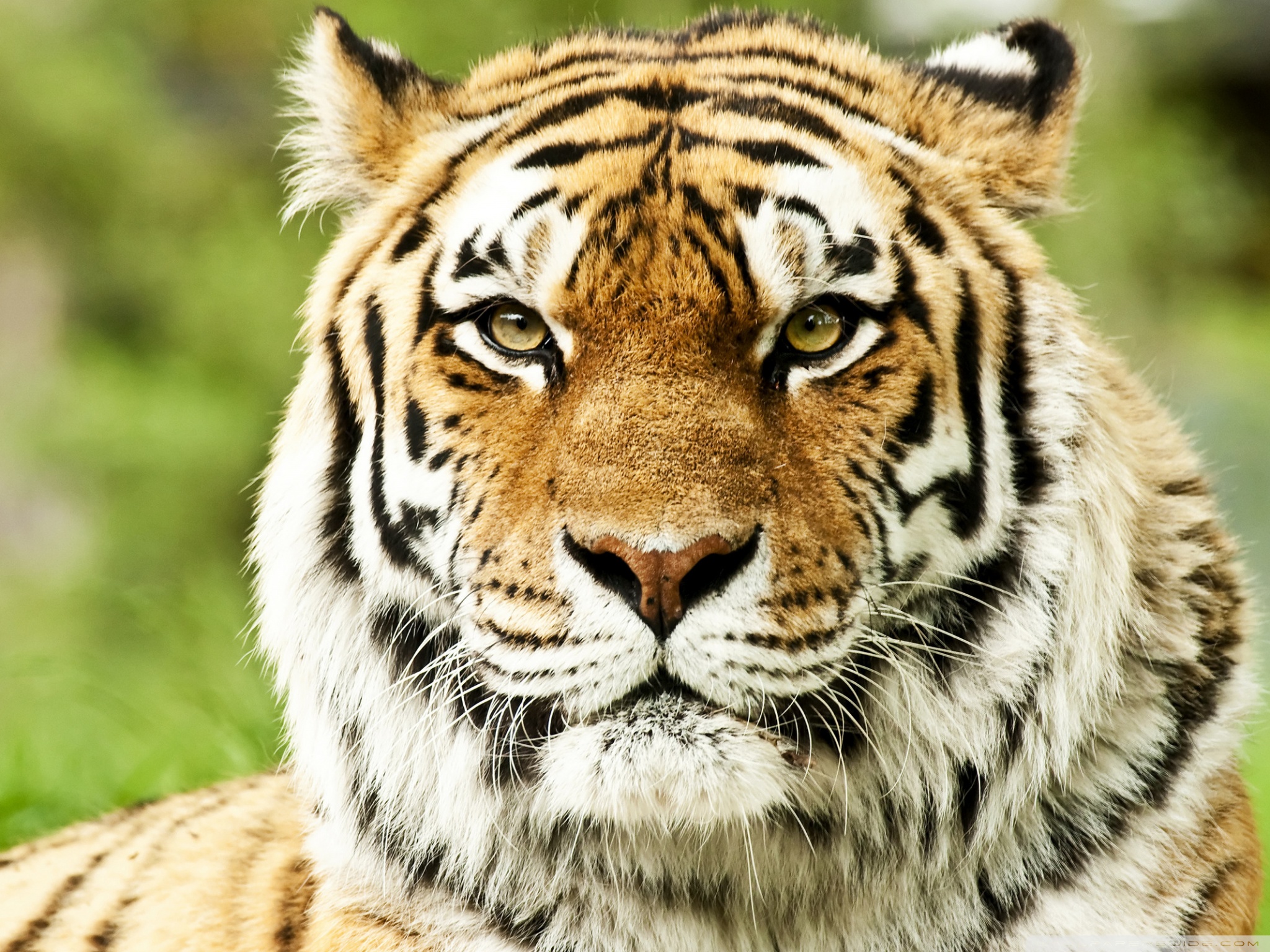 Téléchargez des papiers peints mobile Chats, Animaux, Tigre gratuitement.