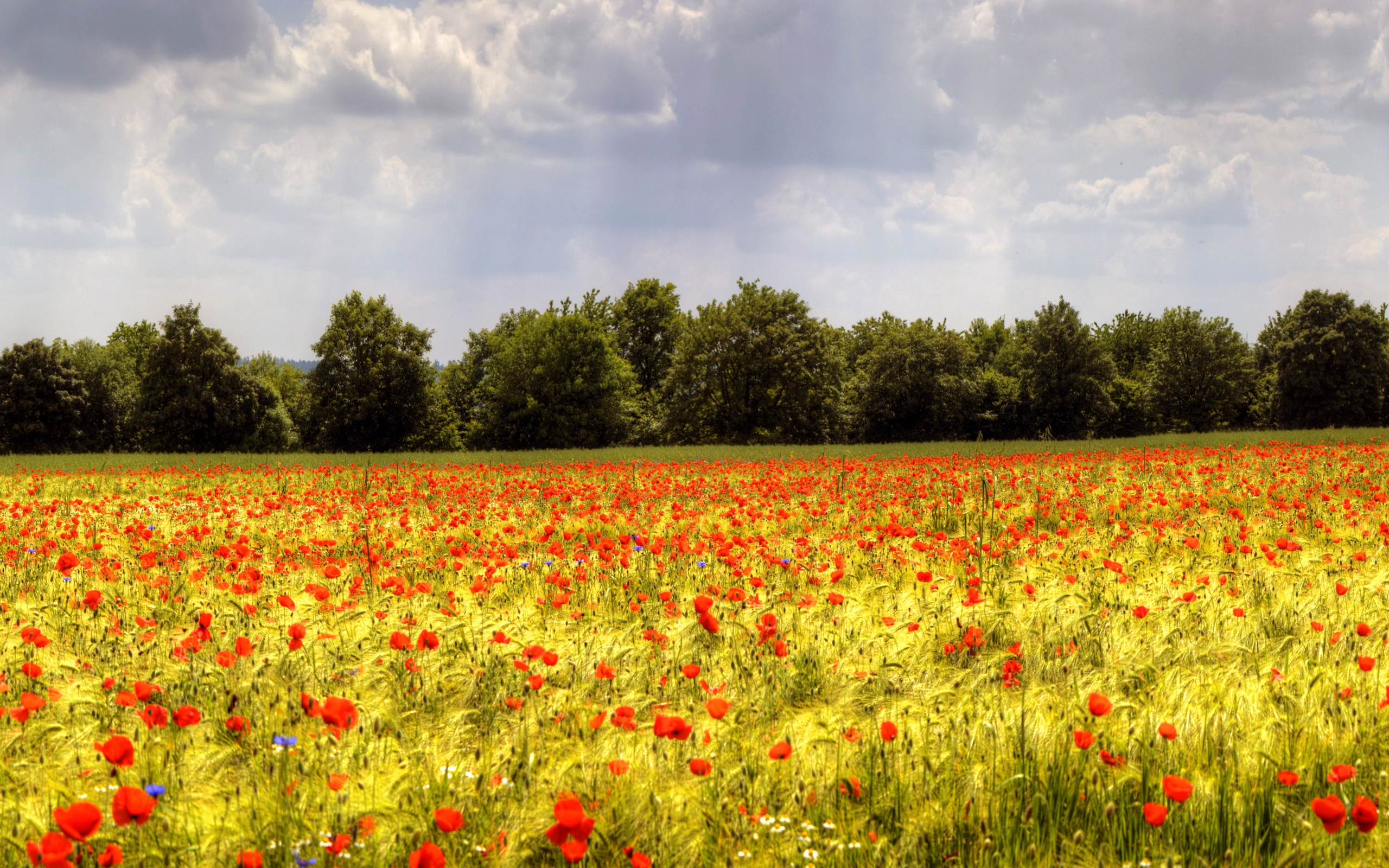 Free download wallpaper Nature, Flowers, Flower, Earth, Field, Poppy on your PC desktop