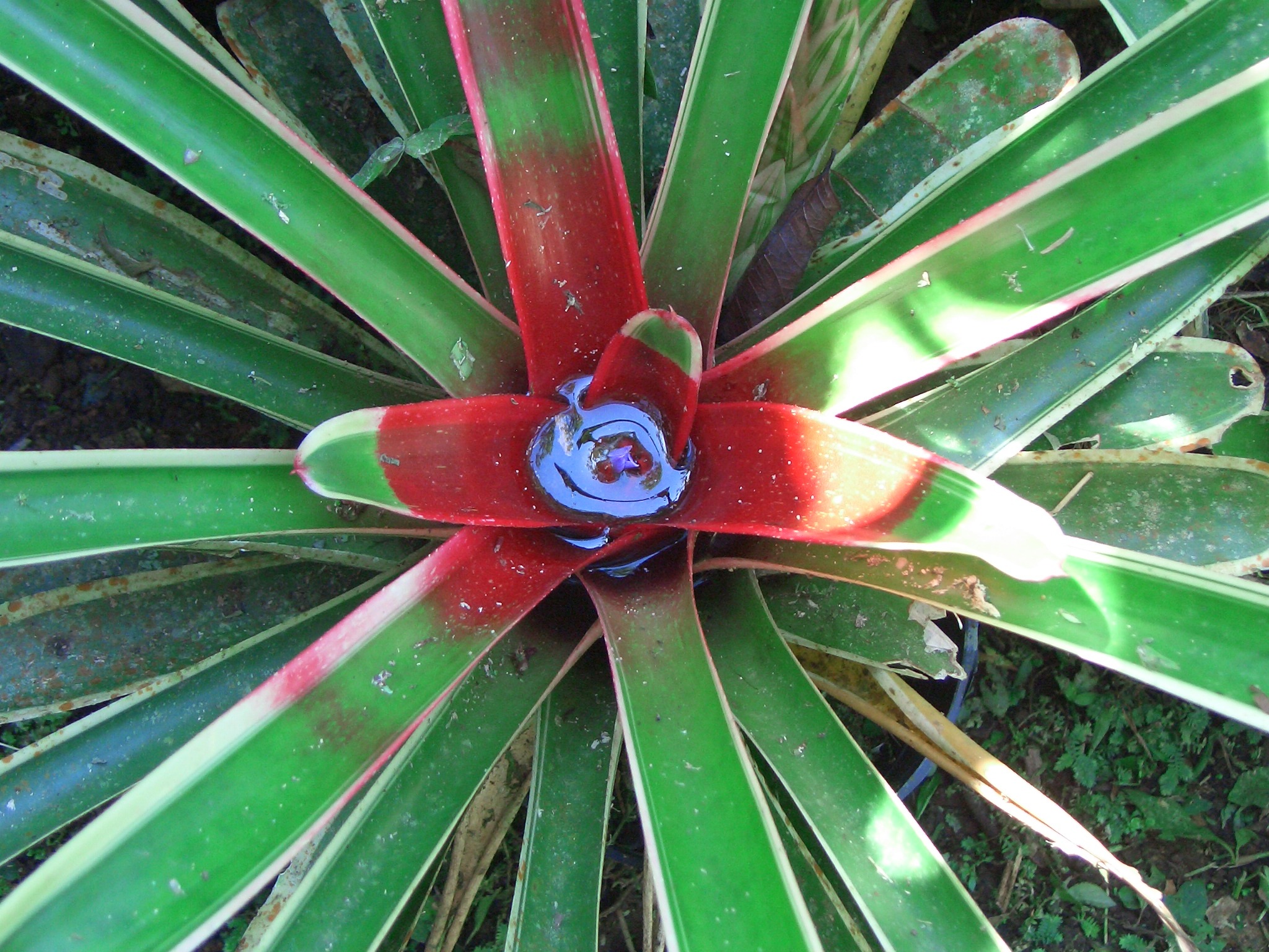 Baixe gratuitamente a imagem Planta, Terra/natureza na área de trabalho do seu PC