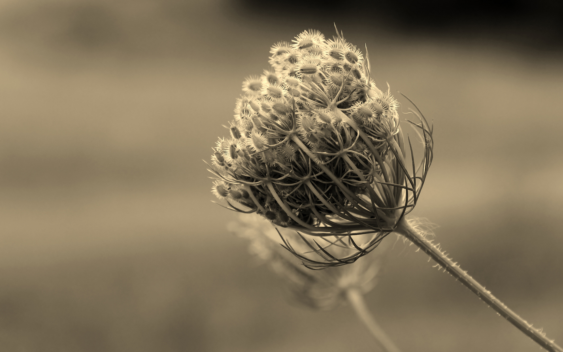 Descarga gratuita de fondo de pantalla para móvil de Flores, Flor, Tierra/naturaleza.