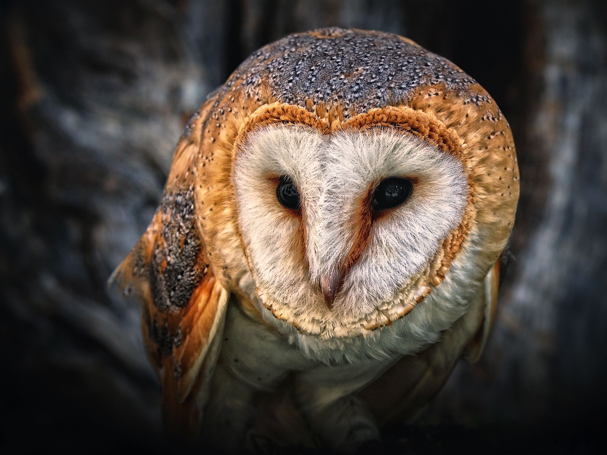 Free download wallpaper Animal, Barn Owl on your PC desktop