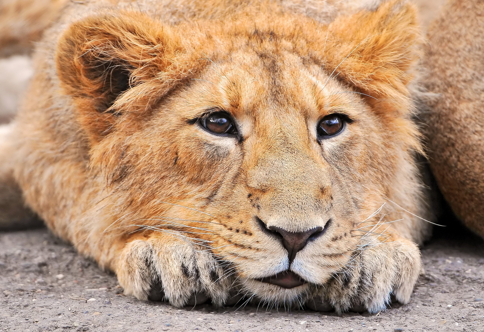 Download mobile wallpaper Sight, Animals, Muzzle, Opinion, Lion for free.
