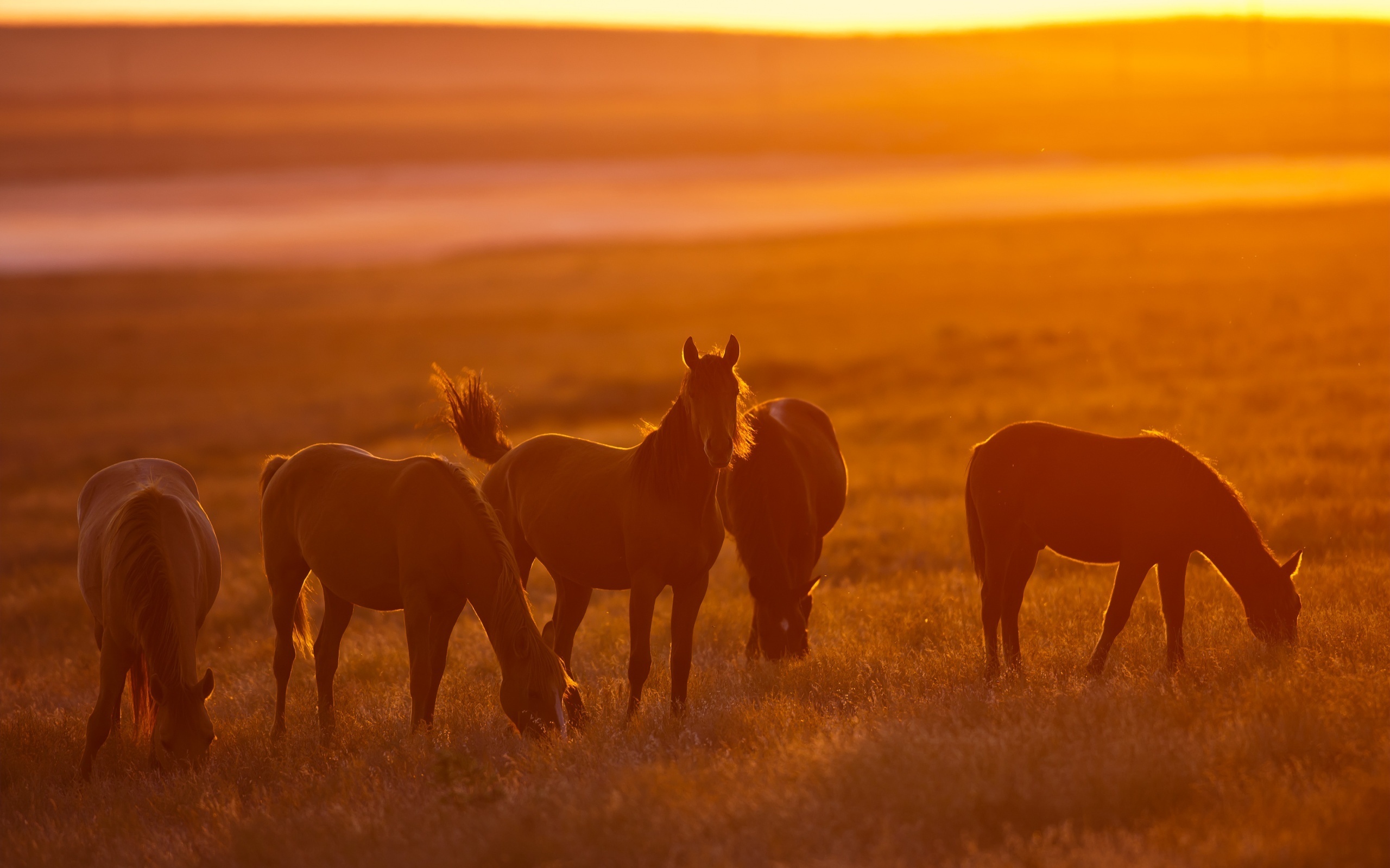 無料モバイル壁紙馬, 分野, 動物, 日没, 風景をダウンロードします。