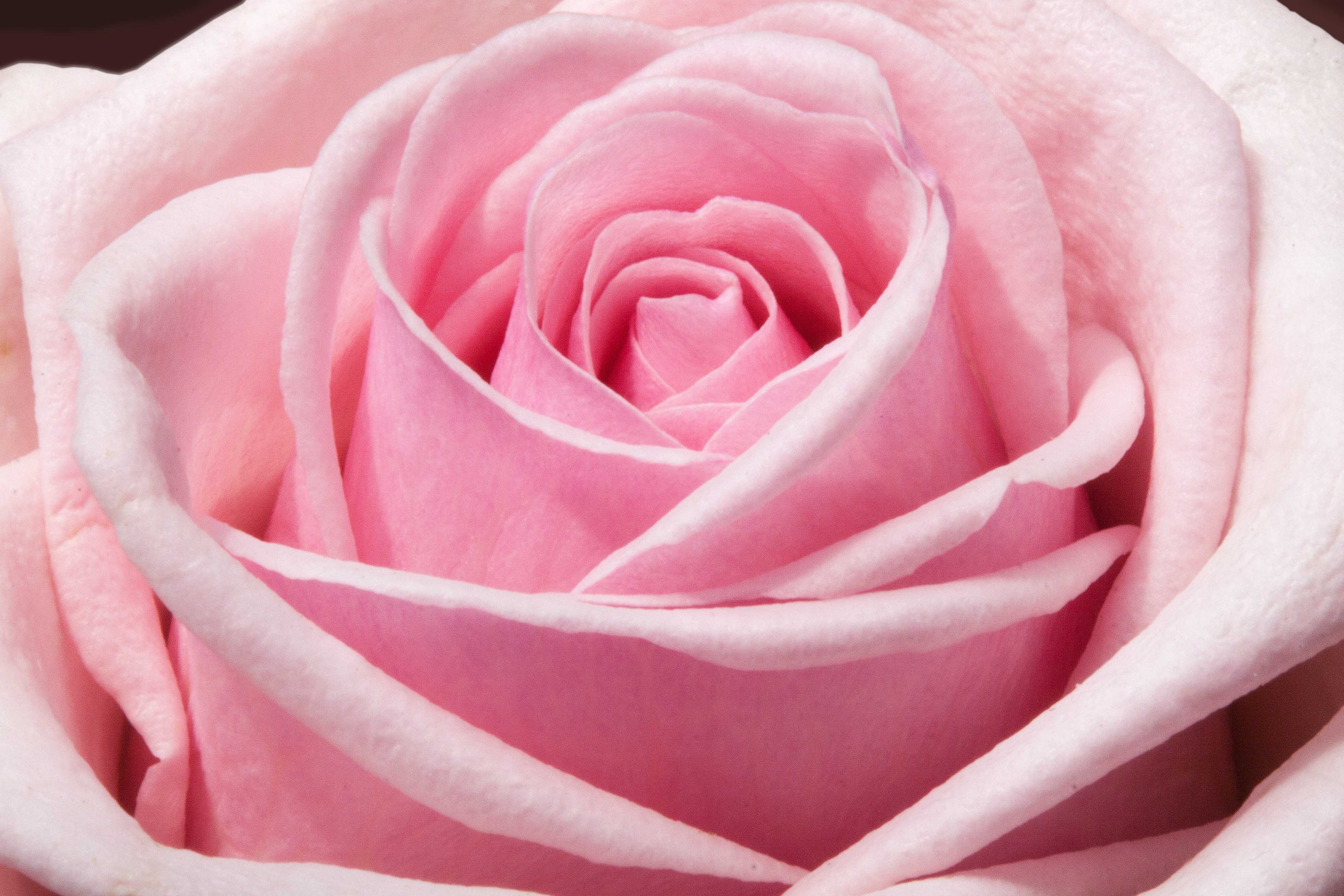 Скачать картинку Цветок, Макро, Роза, Земля/природа, Розовый Цветок, Флауэрсы в телефон бесплатно.