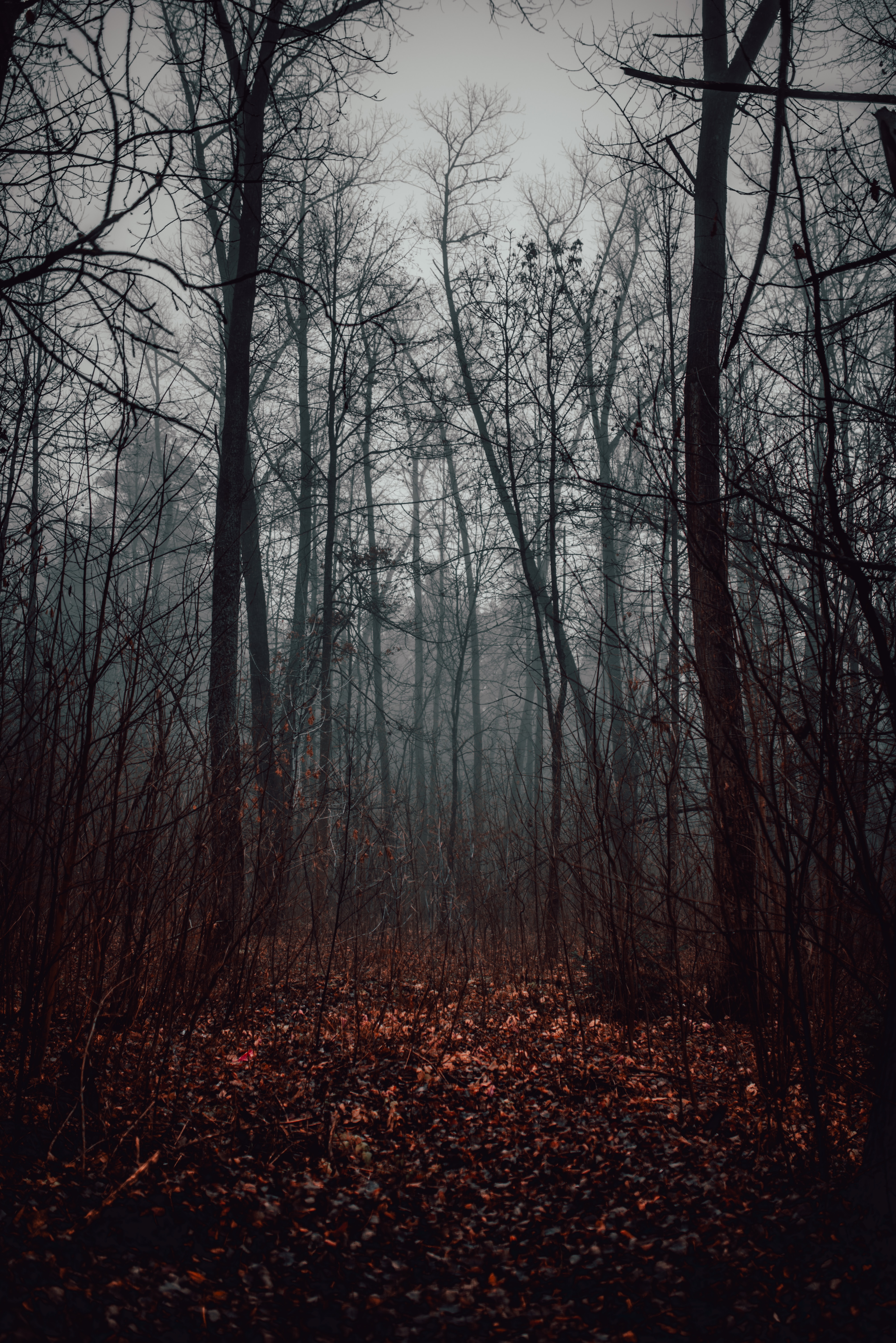 Free download wallpaper Nature, Trees, Autumn, Forest, Fog on your PC desktop