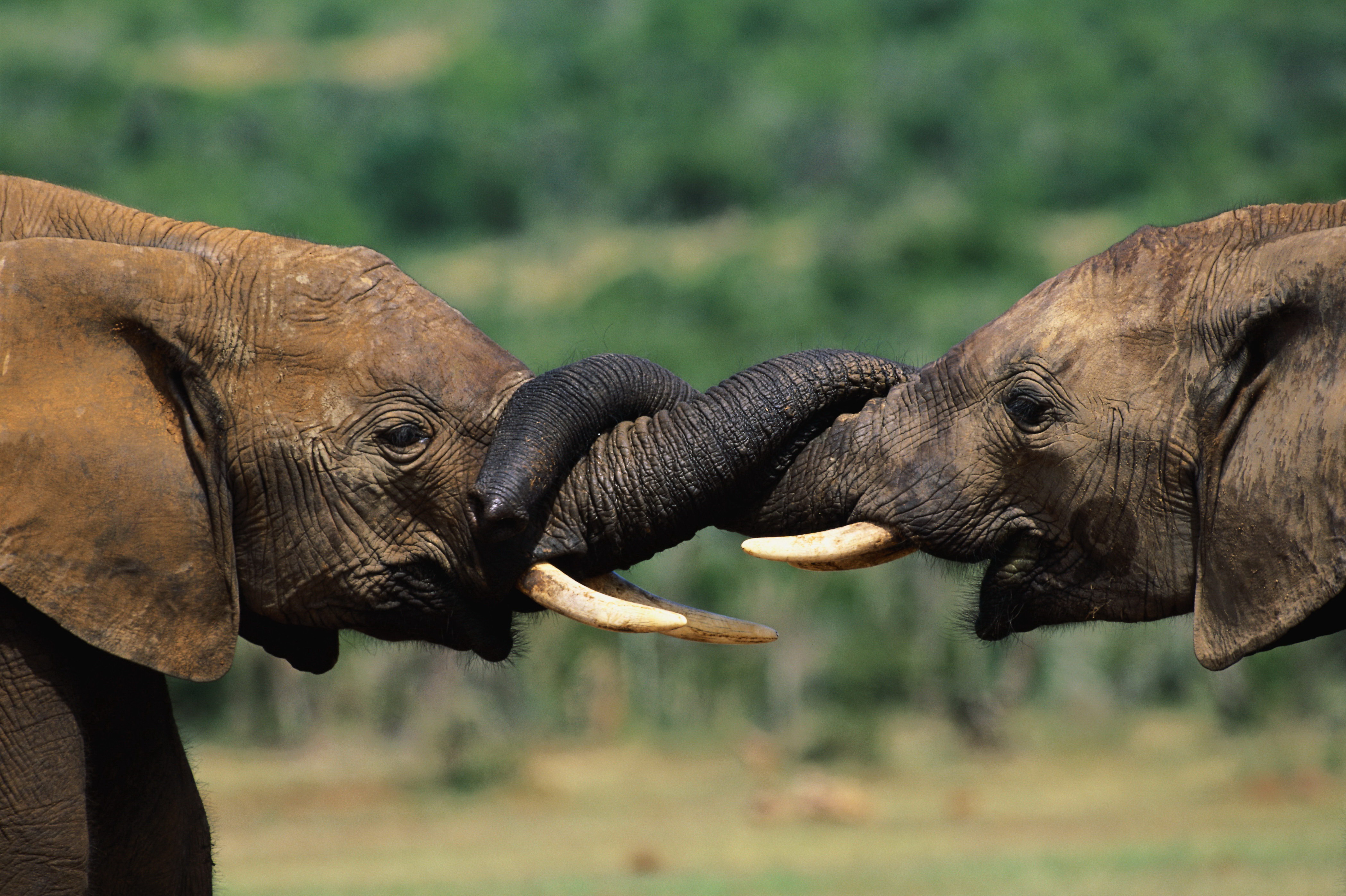 animal, african bush elephant, elephants