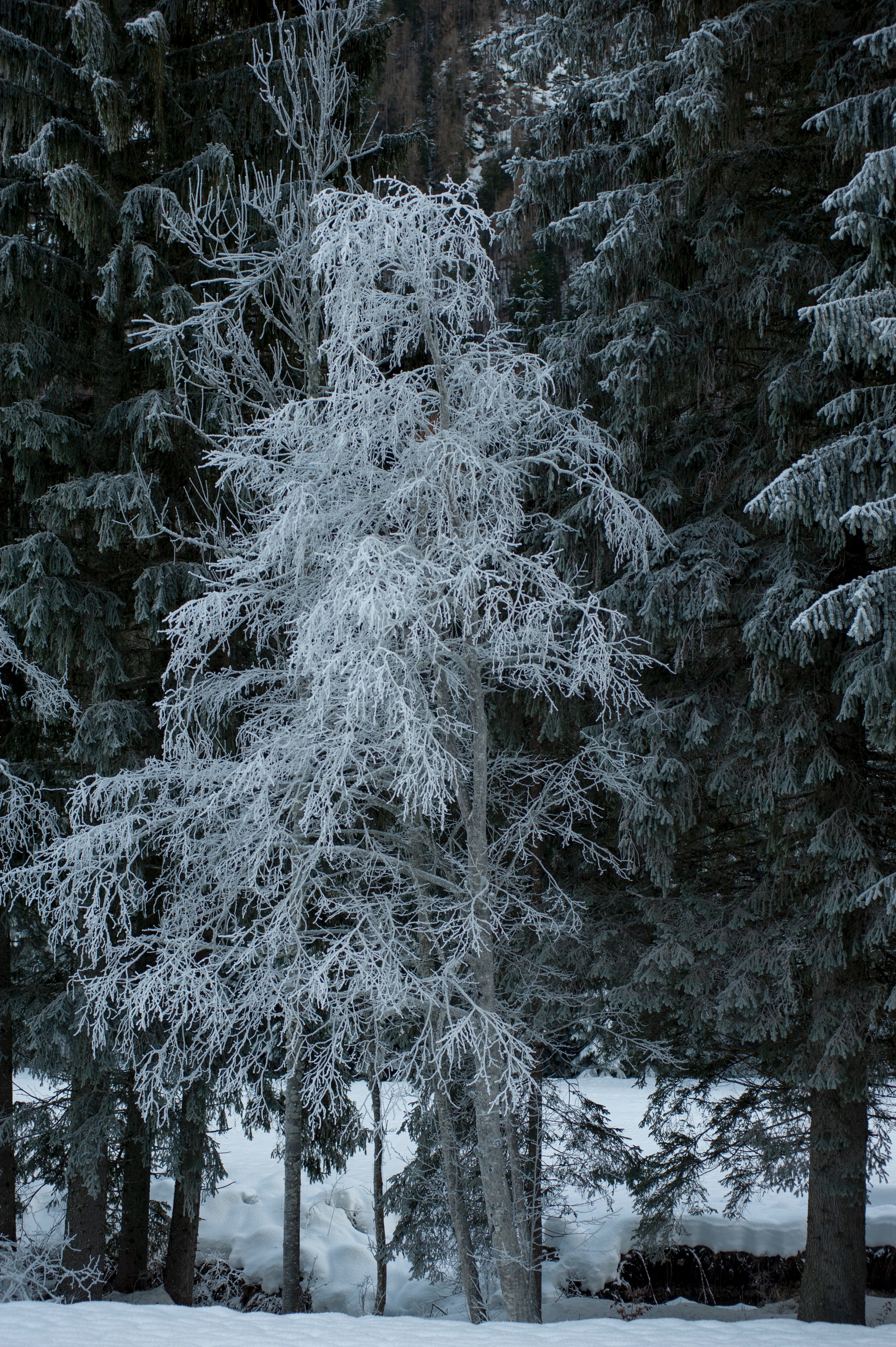 Download mobile wallpaper Frost, Hoarfrost, Snow, Trees, Winter, Nature for free.