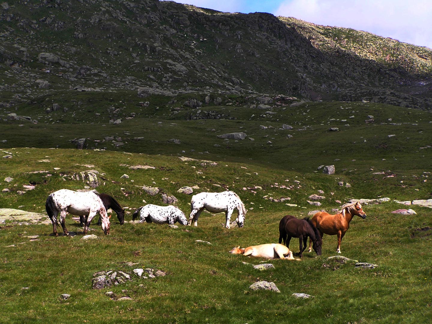 Handy-Wallpaper Tiere, Hauspferd kostenlos herunterladen.