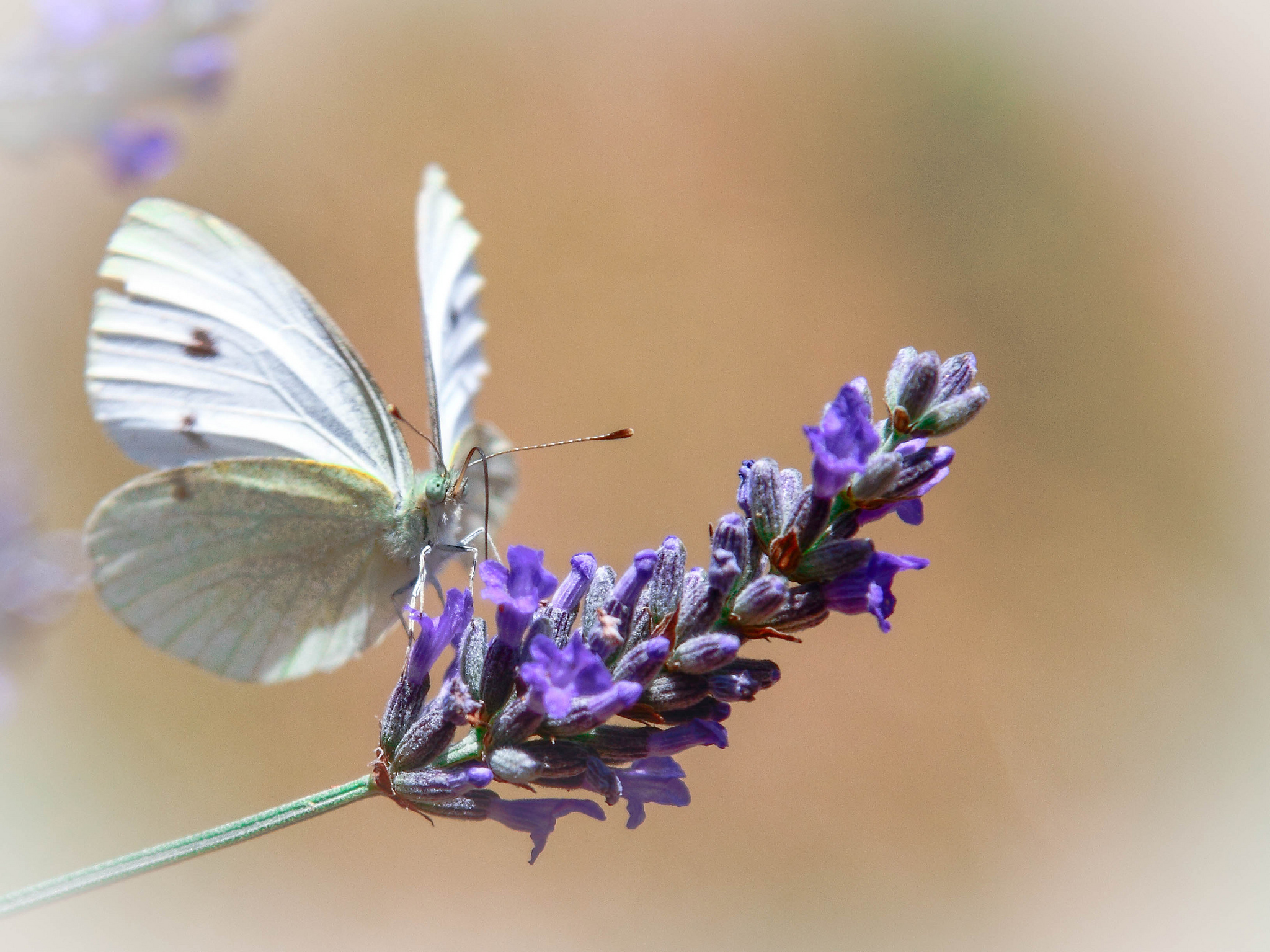 Free download wallpaper Butterfly, Animal on your PC desktop