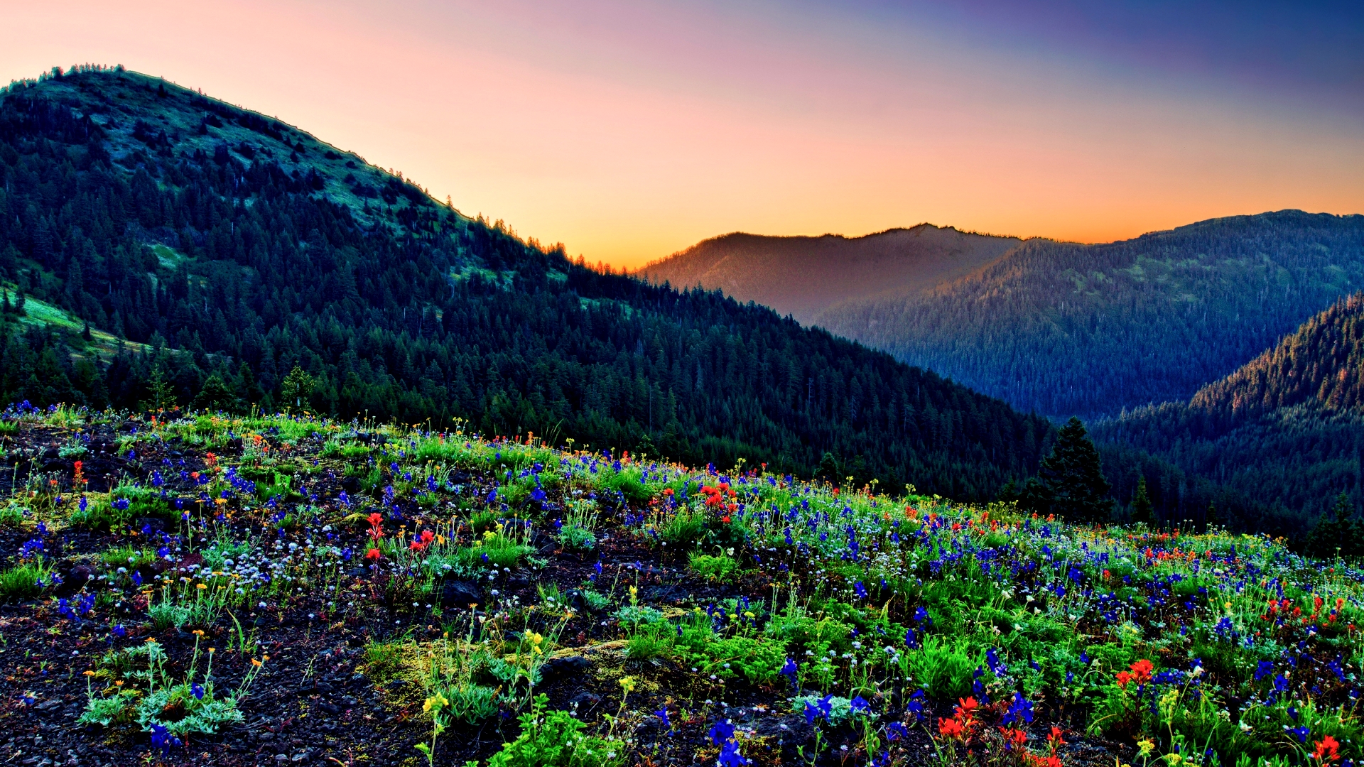 Free download wallpaper Flowers, Flower, Earth on your PC desktop