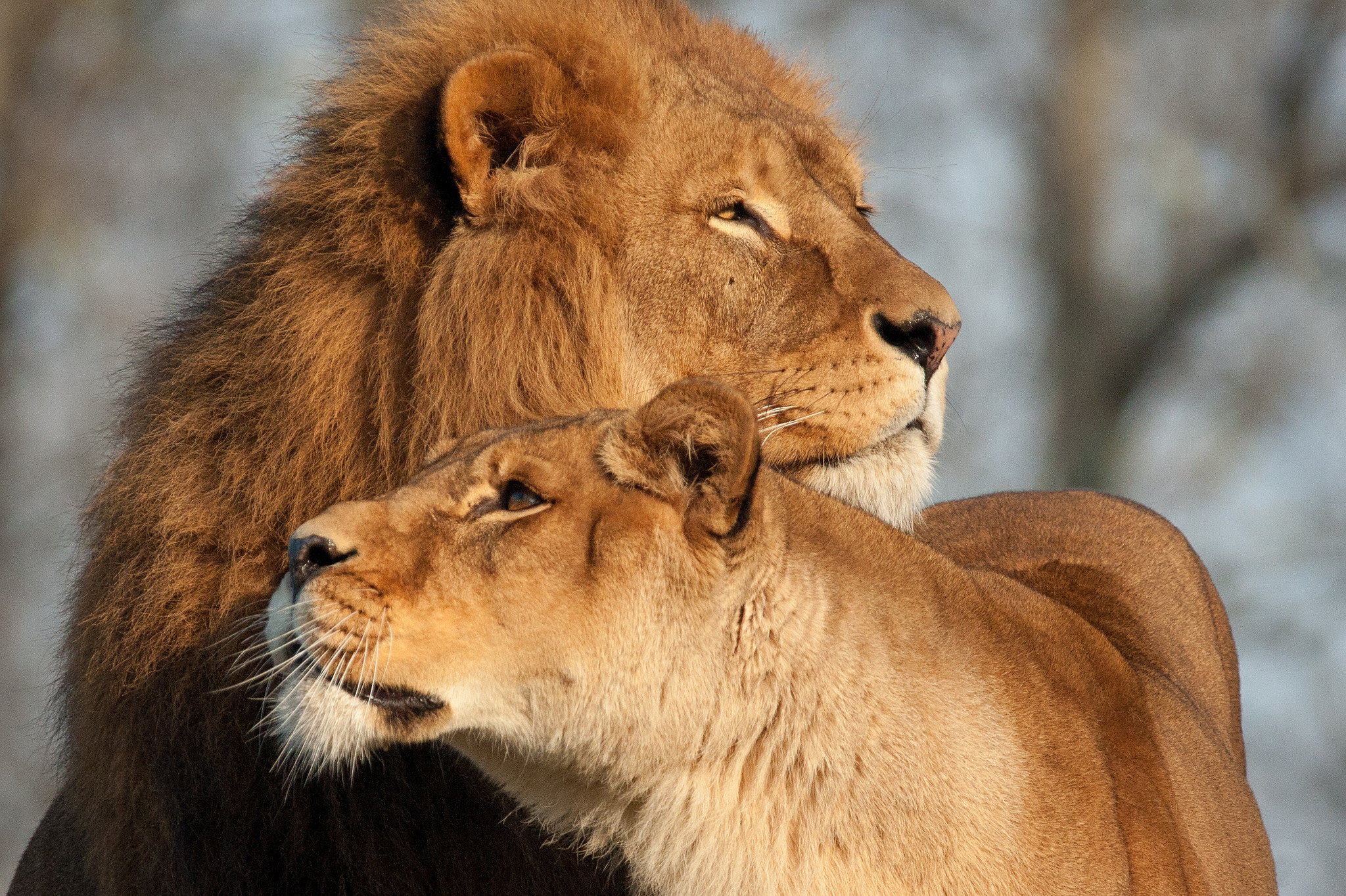 lioness, animals, predators, lion, tenderness Phone Background