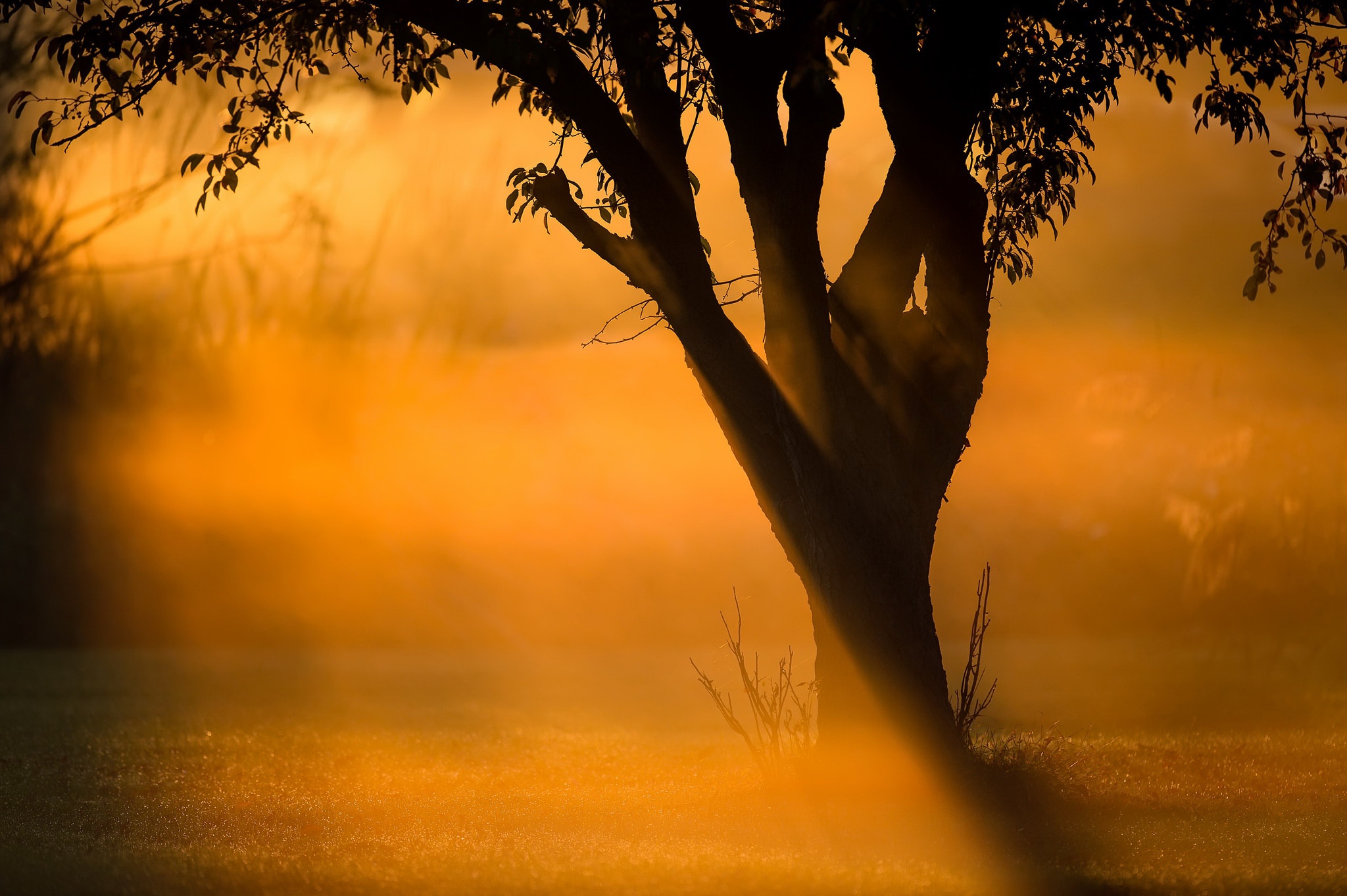 Free download wallpaper Nature, Tree, Earth, Sunbeam on your PC desktop