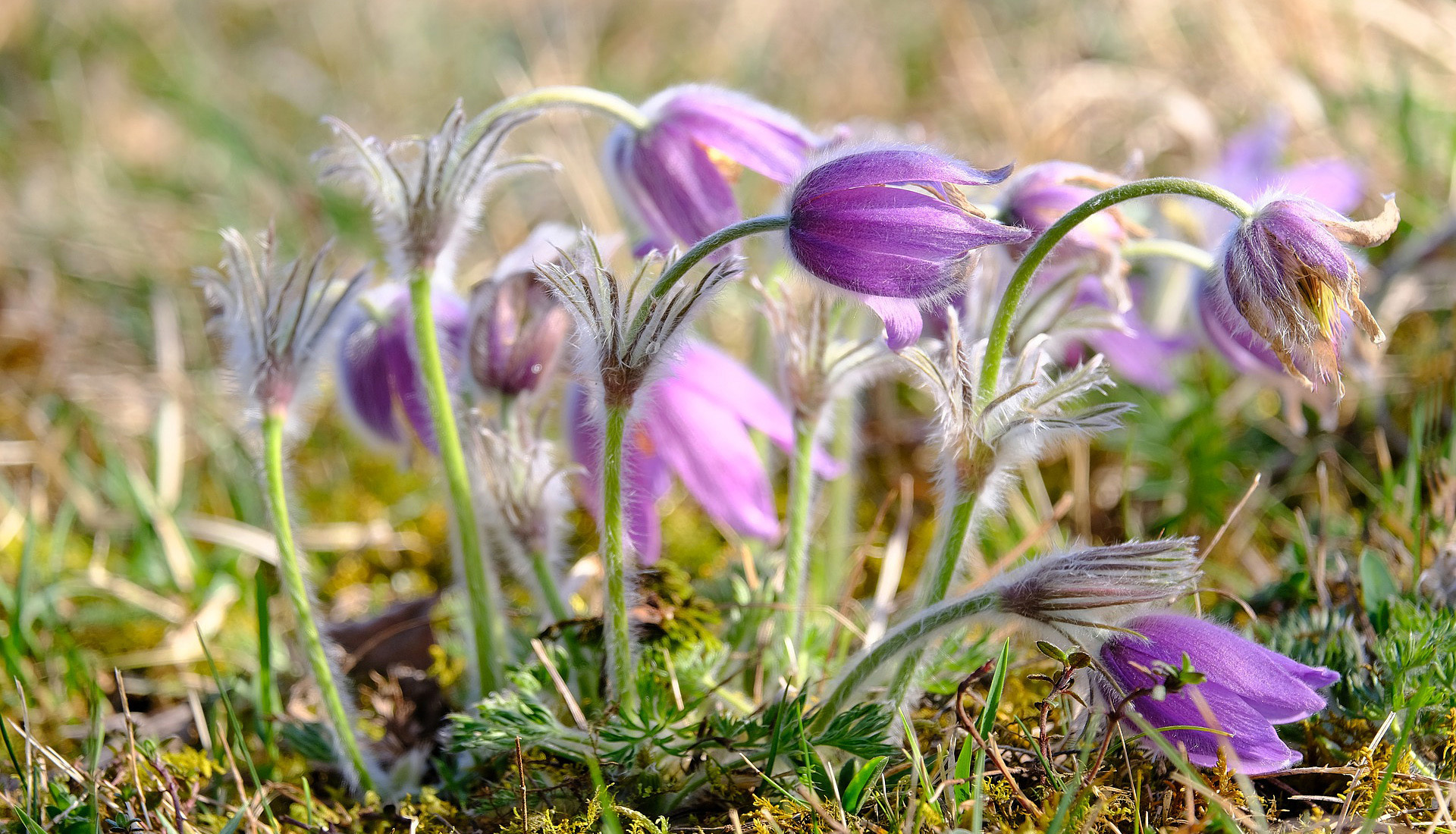 Download mobile wallpaper Flowers, Earth, Anemone, Purple Flower for free.