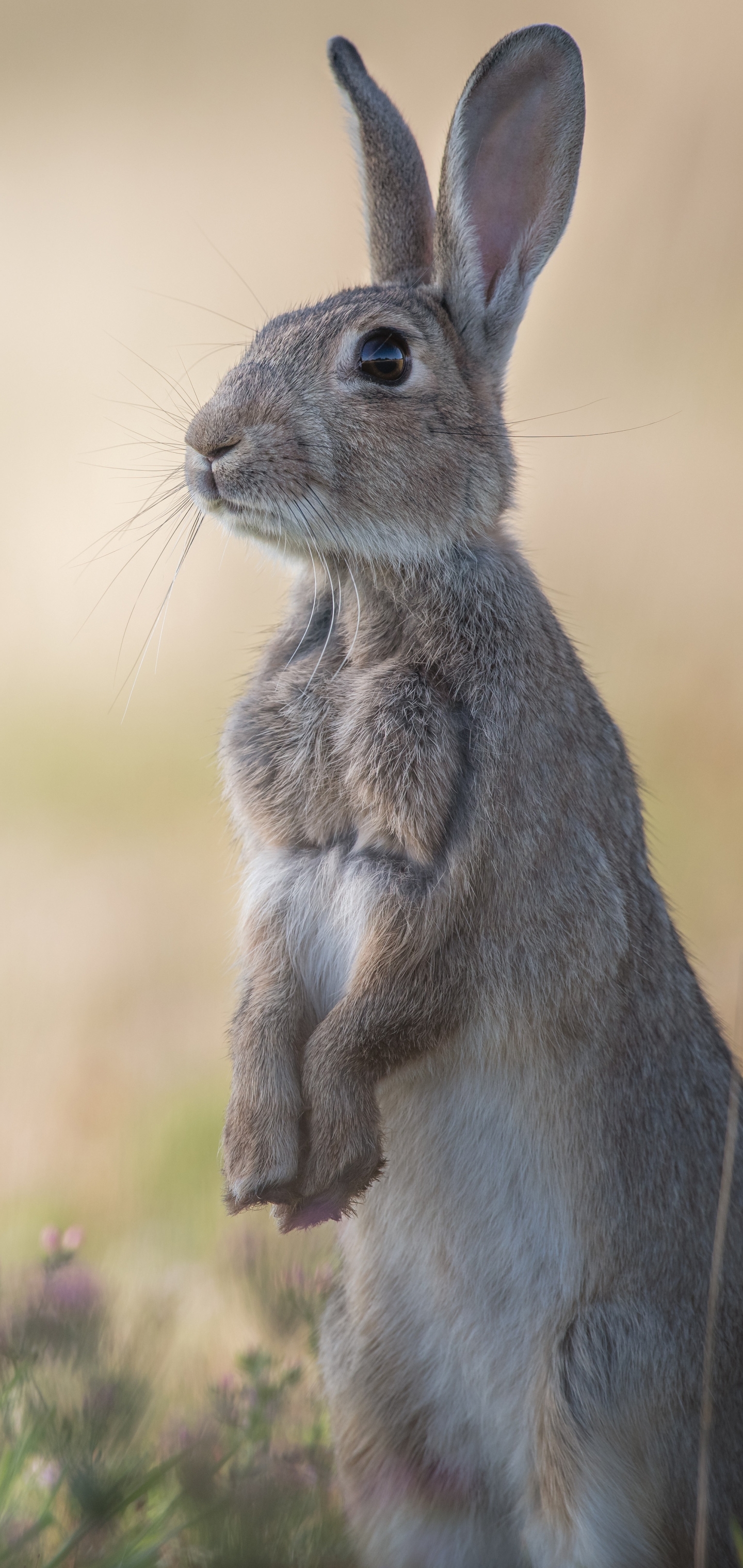 Descarga gratuita de fondo de pantalla para móvil de Animales, Conejo.