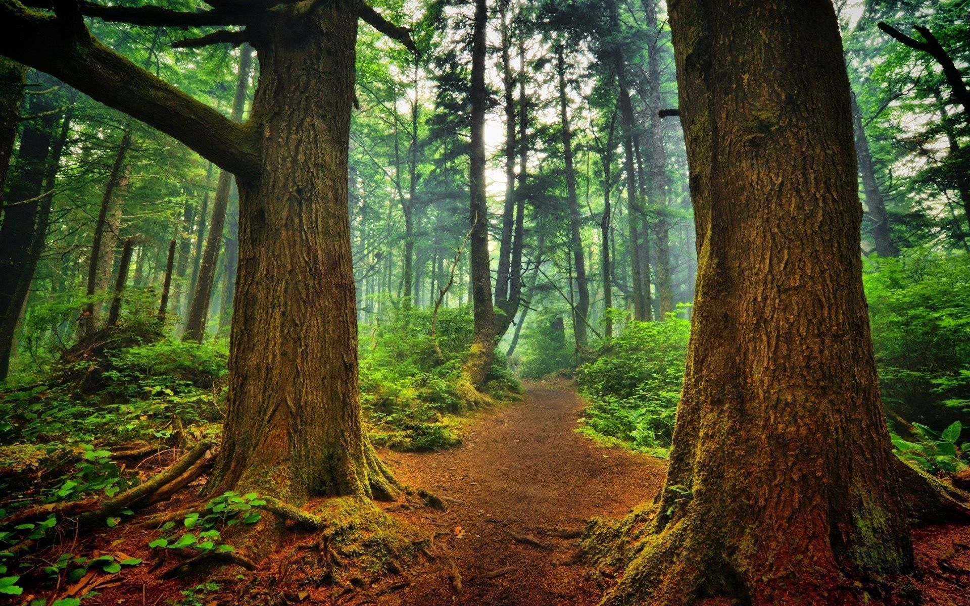 nature, landscape, trees, forest, path, freshness, trail for android