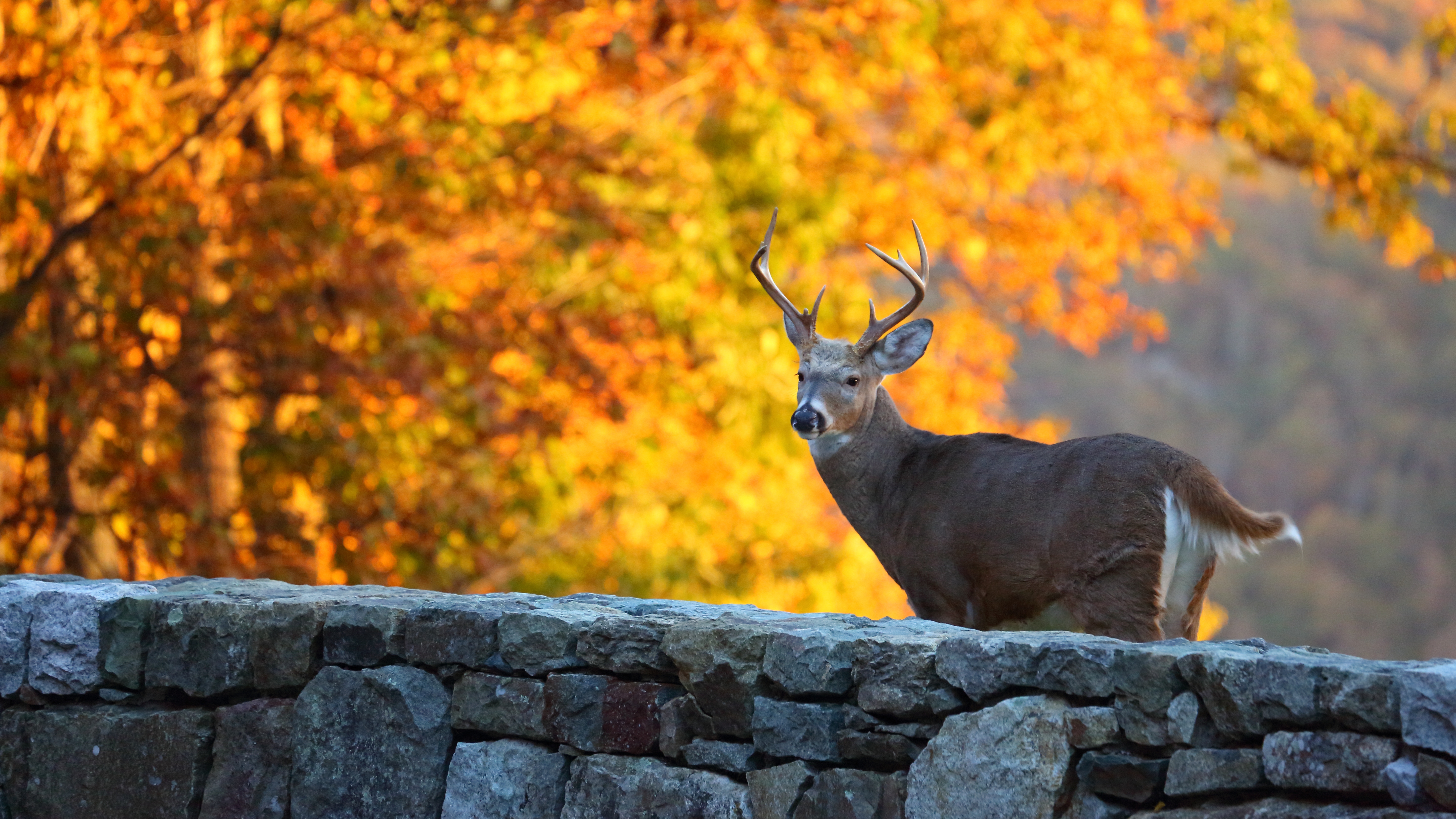 Download mobile wallpaper Animal, Deer for free.