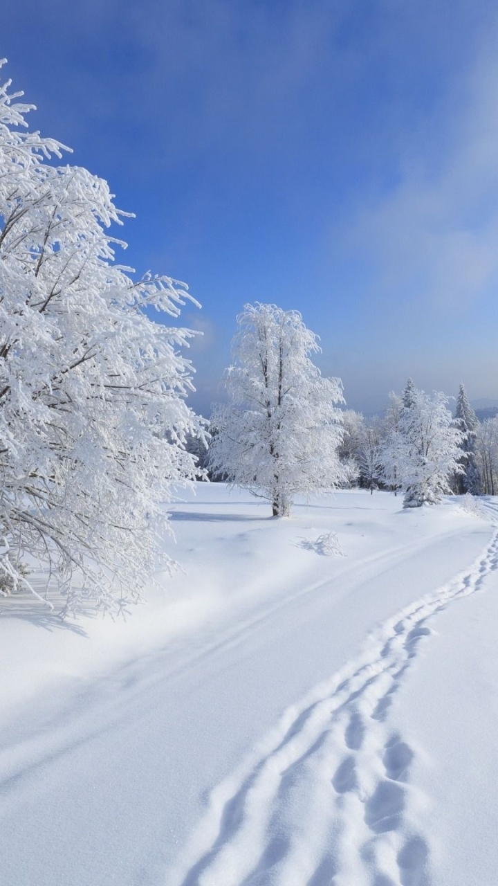 Descarga gratuita de fondo de pantalla para móvil de Invierno, Nieve, Árbol, Huella, Tierra/naturaleza.
