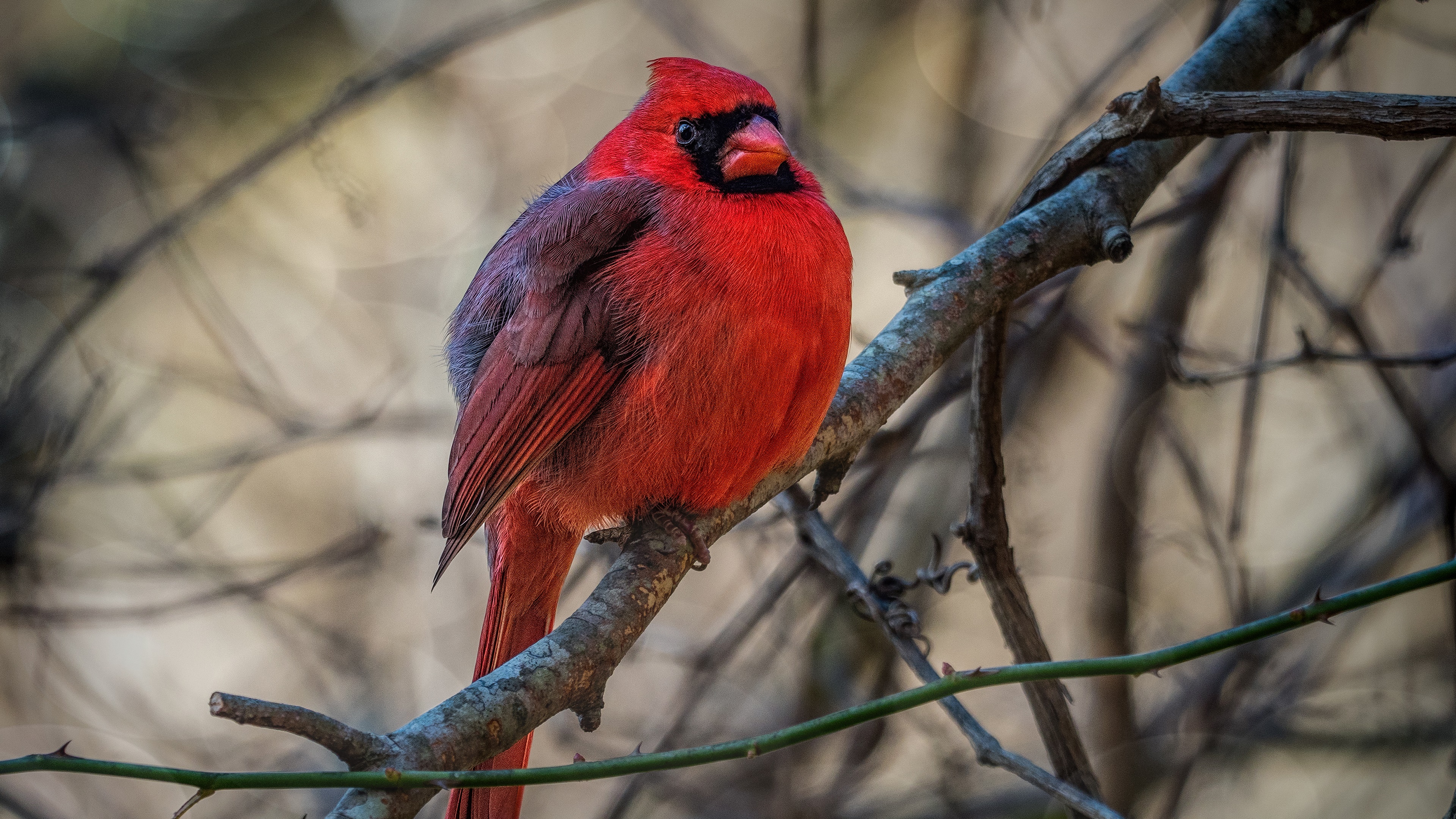 460064 Bild herunterladen tiere, nördlicher kardinal, vogel, kardinal, vögel - Hintergrundbilder und Bildschirmschoner kostenlos