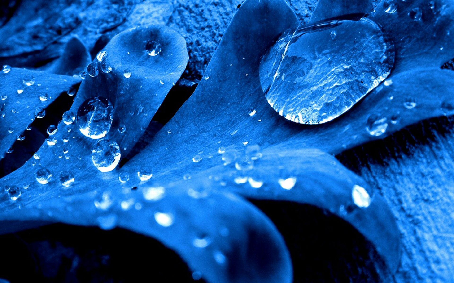 blue, macro, sheet, leaf, drop