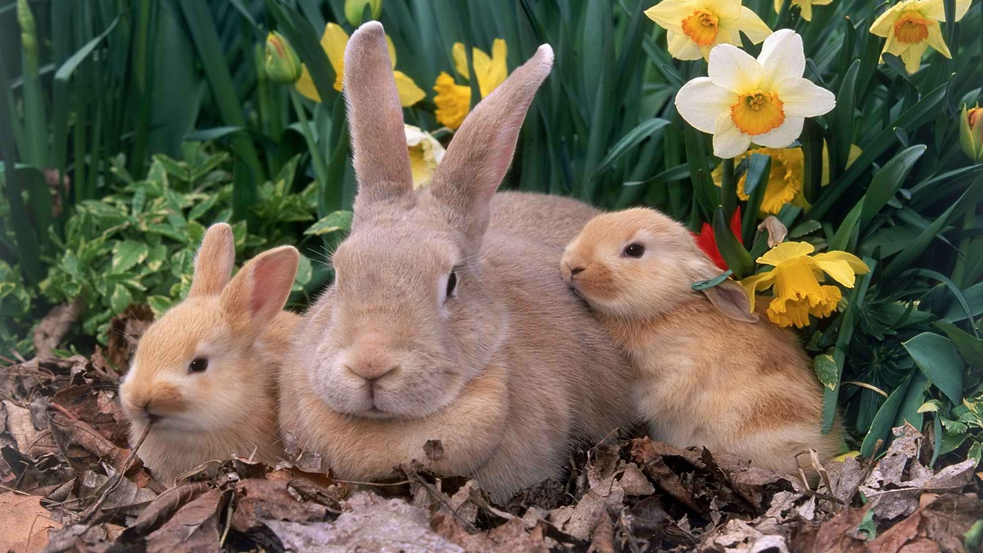 PCデスクトップに動物, うさぎ画像を無料でダウンロード