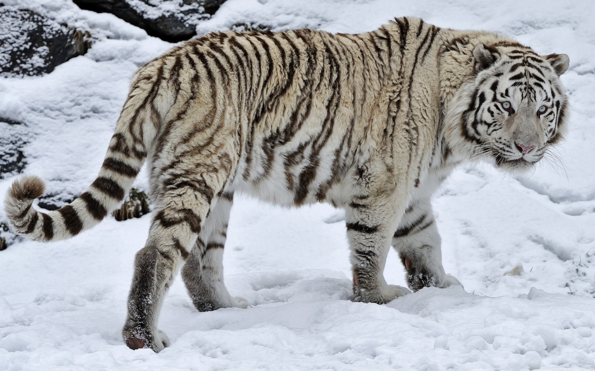 Скачать картинку Животные, Снег, Белый, Белый Тигр, Кошки в телефон бесплатно.