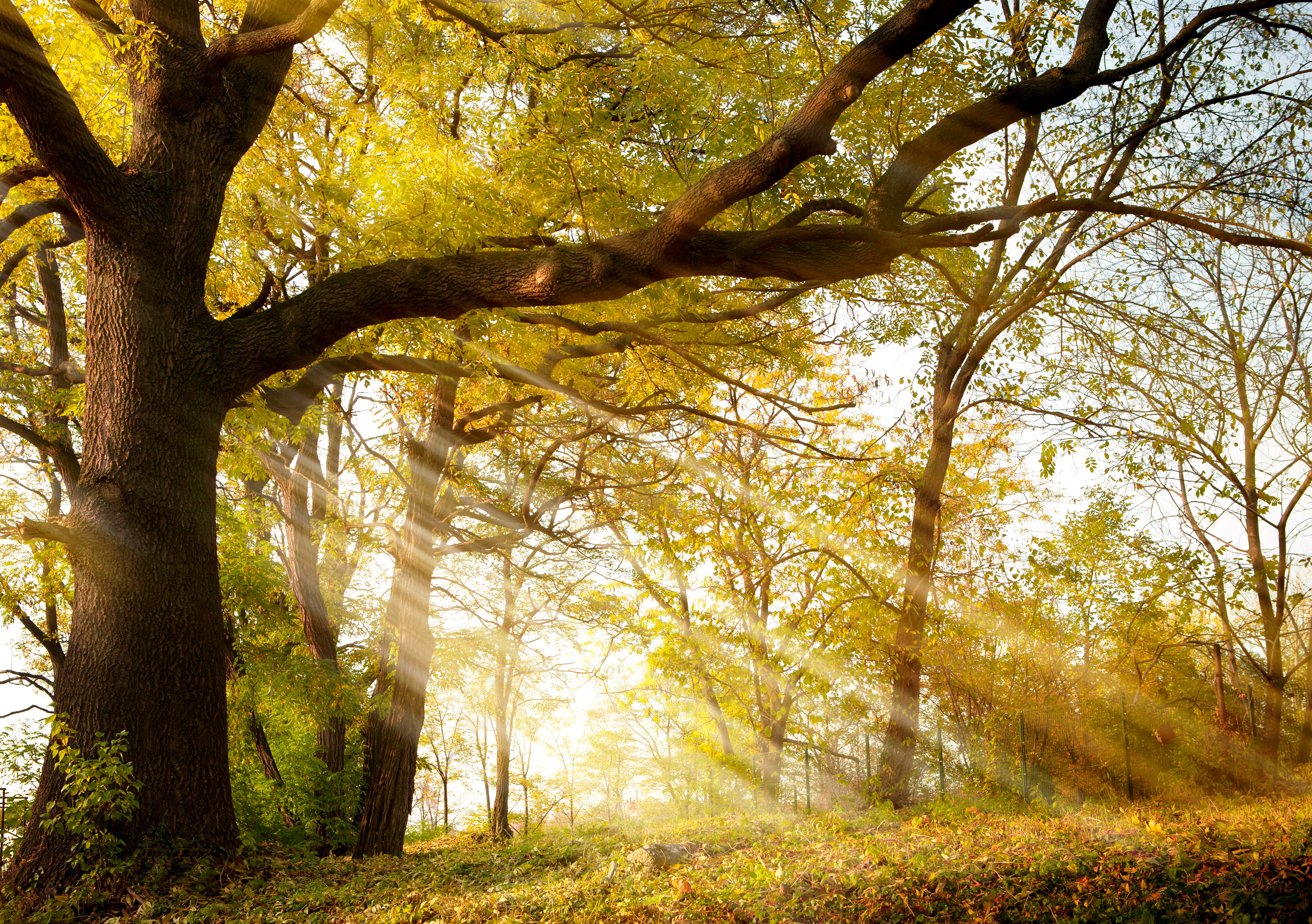 Download mobile wallpaper Nature, Tree, Earth, Sunbeam for free.