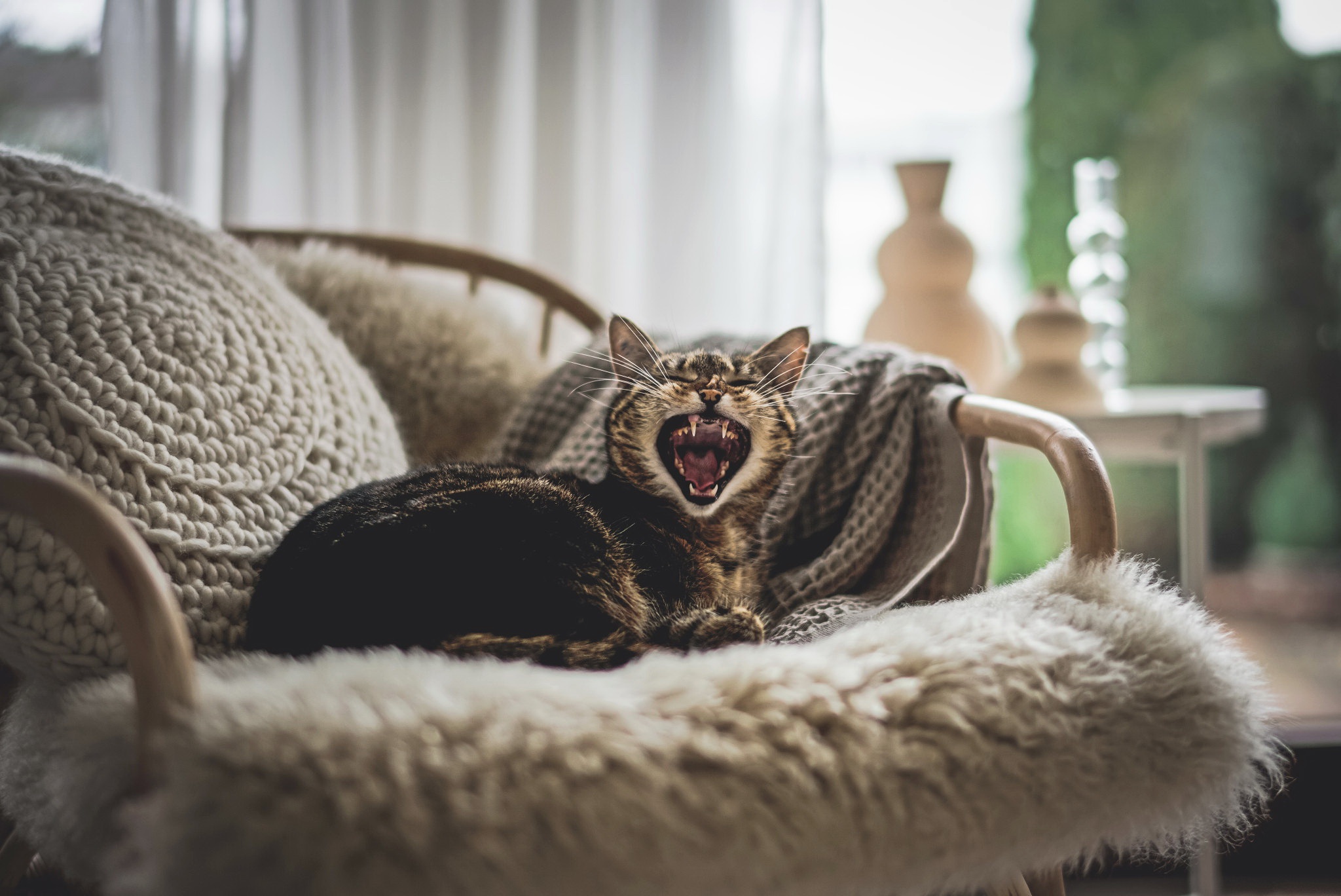 Baixe gratuitamente a imagem Animais, Gatos, Gato na área de trabalho do seu PC