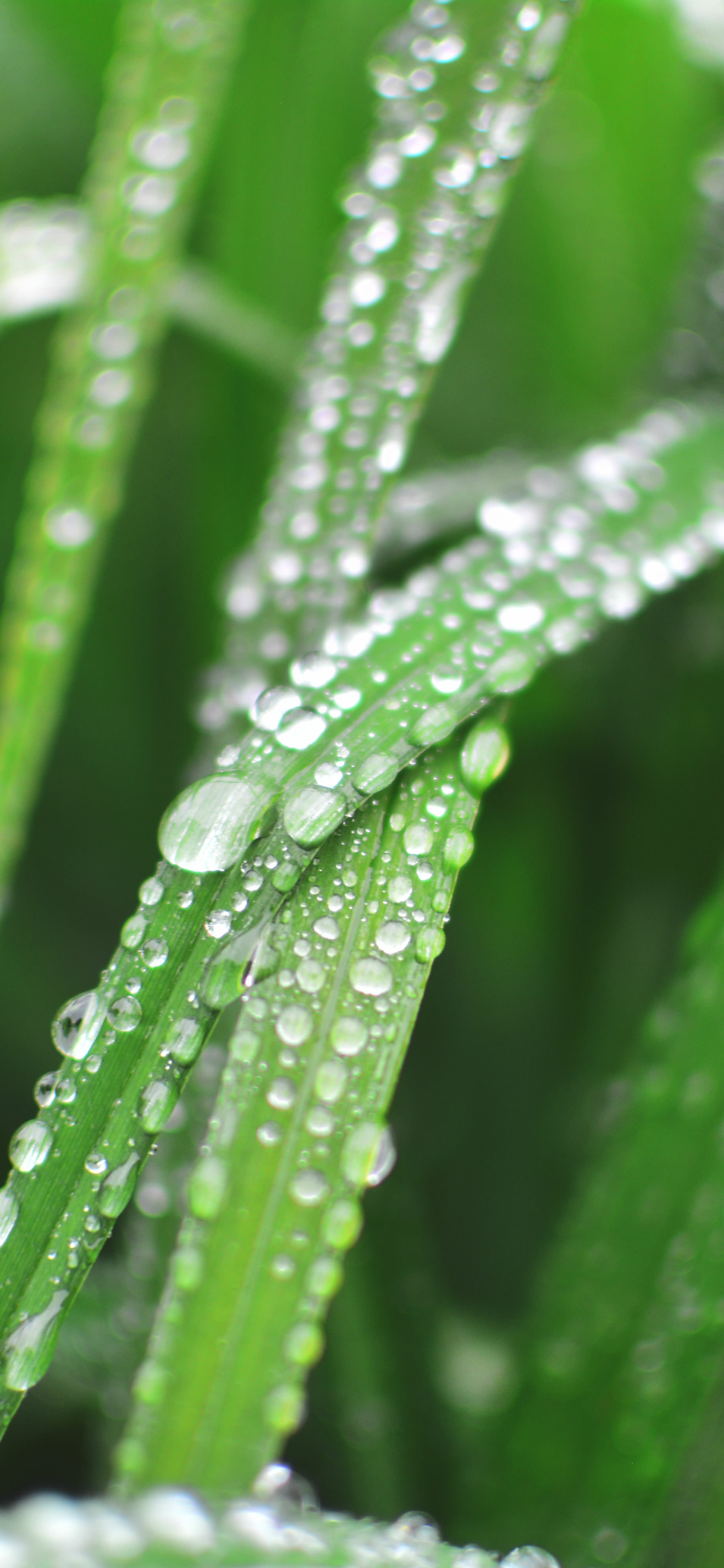 Descarga gratuita de fondo de pantalla para móvil de Tierra/naturaleza, Gota De Agua.