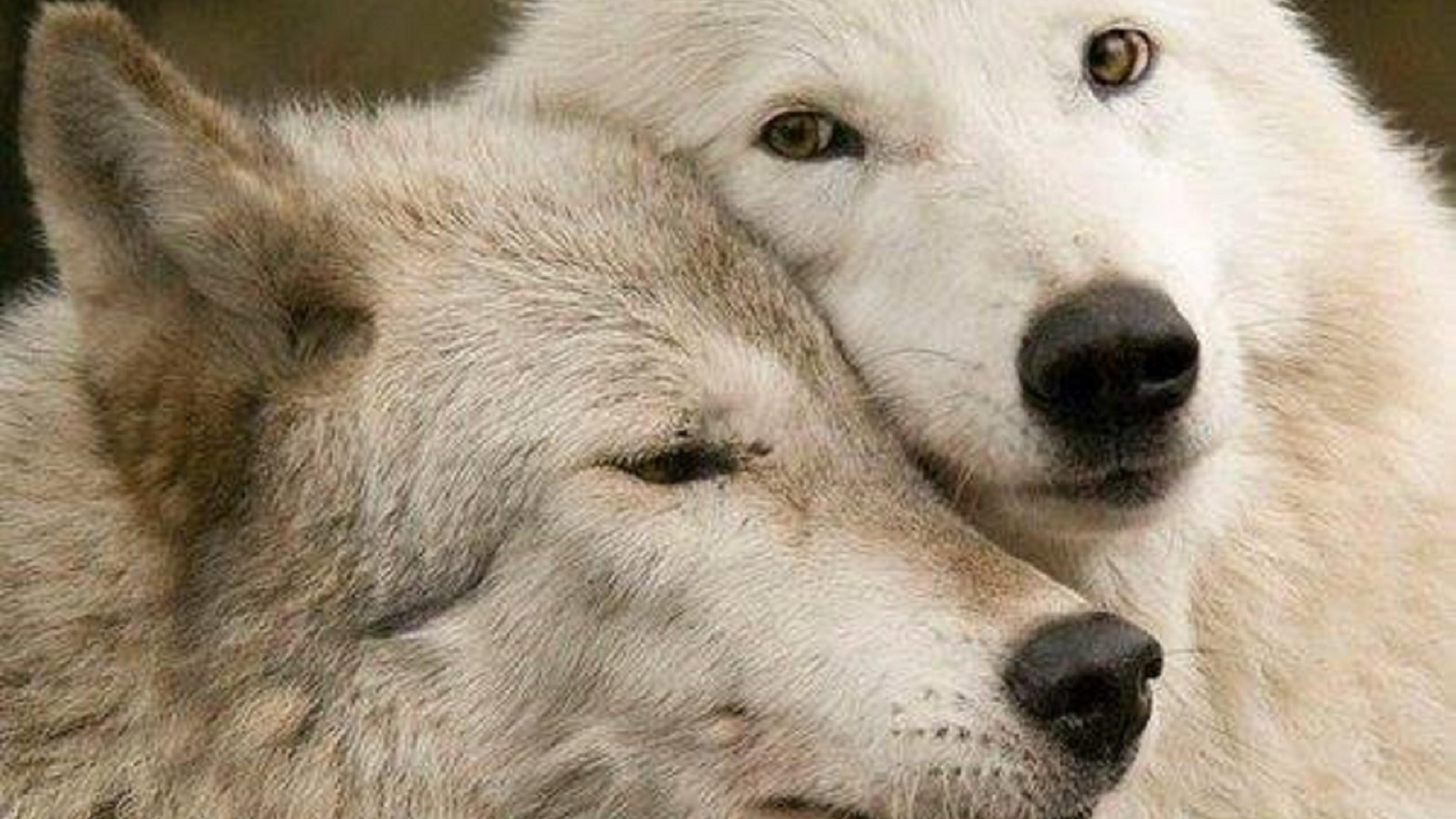 Laden Sie das Tiere, Liebe, Wolf, Weißer Wolf-Bild kostenlos auf Ihren PC-Desktop herunter