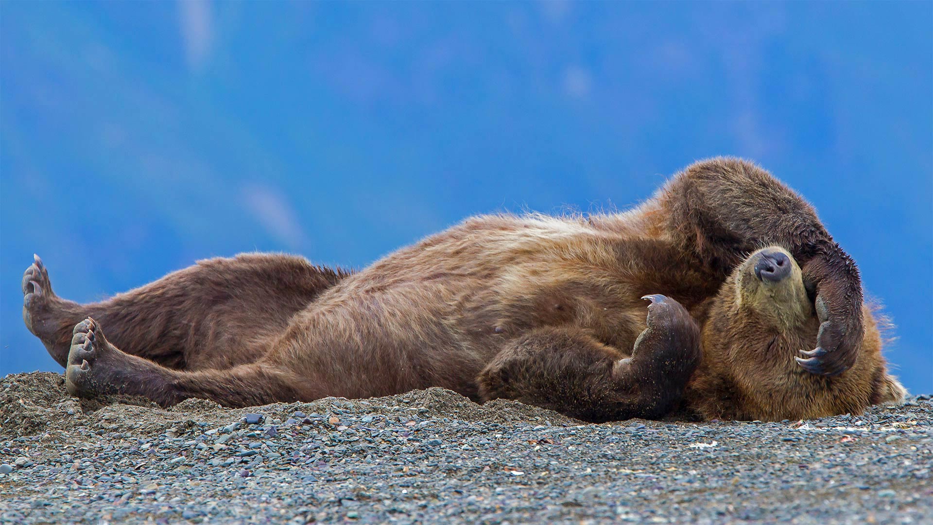 479035 Bild herunterladen tiere, grizzlybär, grizzly, bären - Hintergrundbilder und Bildschirmschoner kostenlos