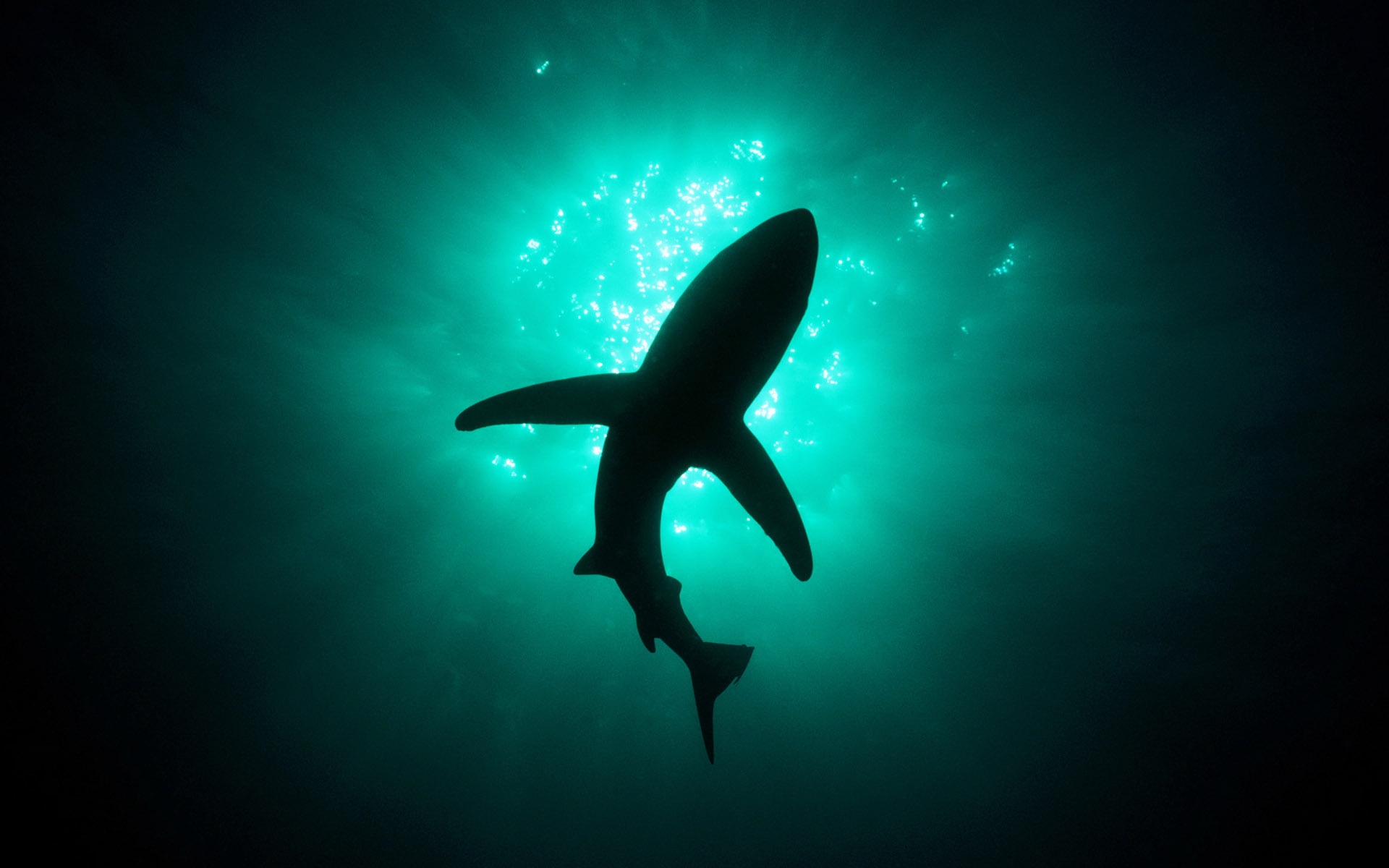 36229 descargar imagen tiburones, animales, peces, turquesa: fondos de pantalla y protectores de pantalla gratis