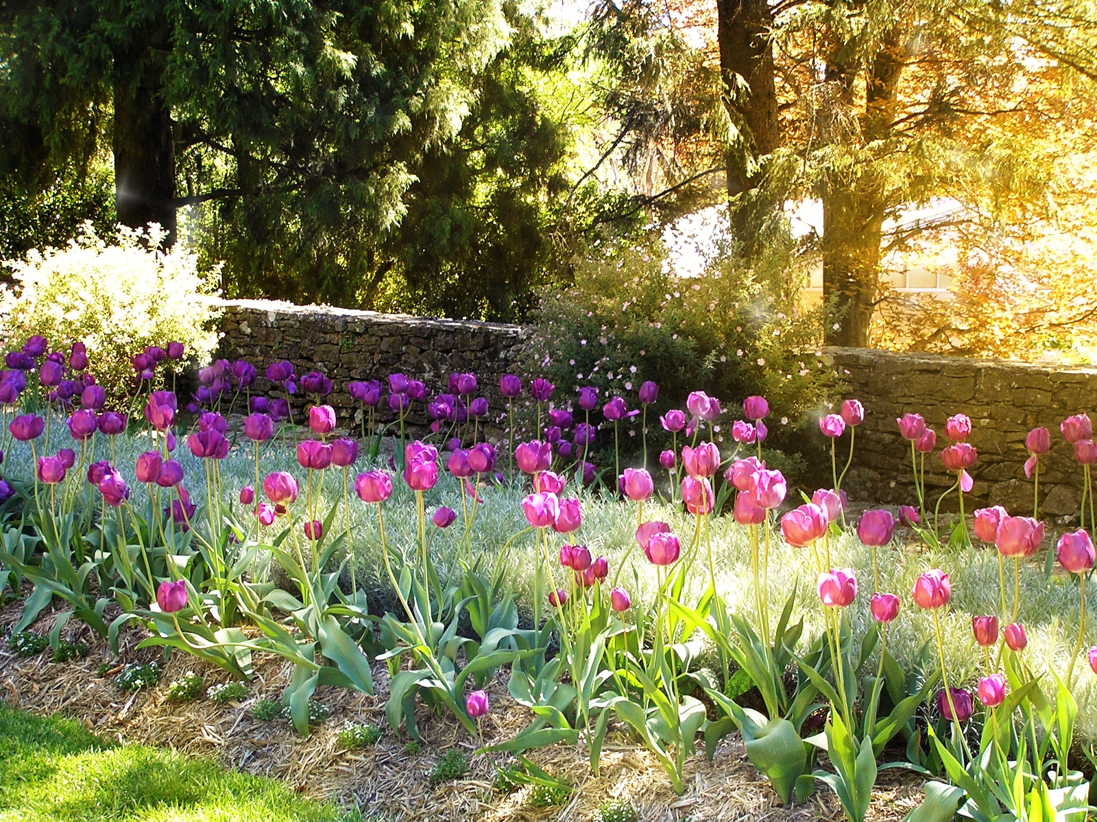 158621 baixar imagens terra/natureza, tulipa, brilhante, campo, flor, jardim, brilhos, ensolarado, pôr do sol, árvore, flores - papéis de parede e protetores de tela gratuitamente