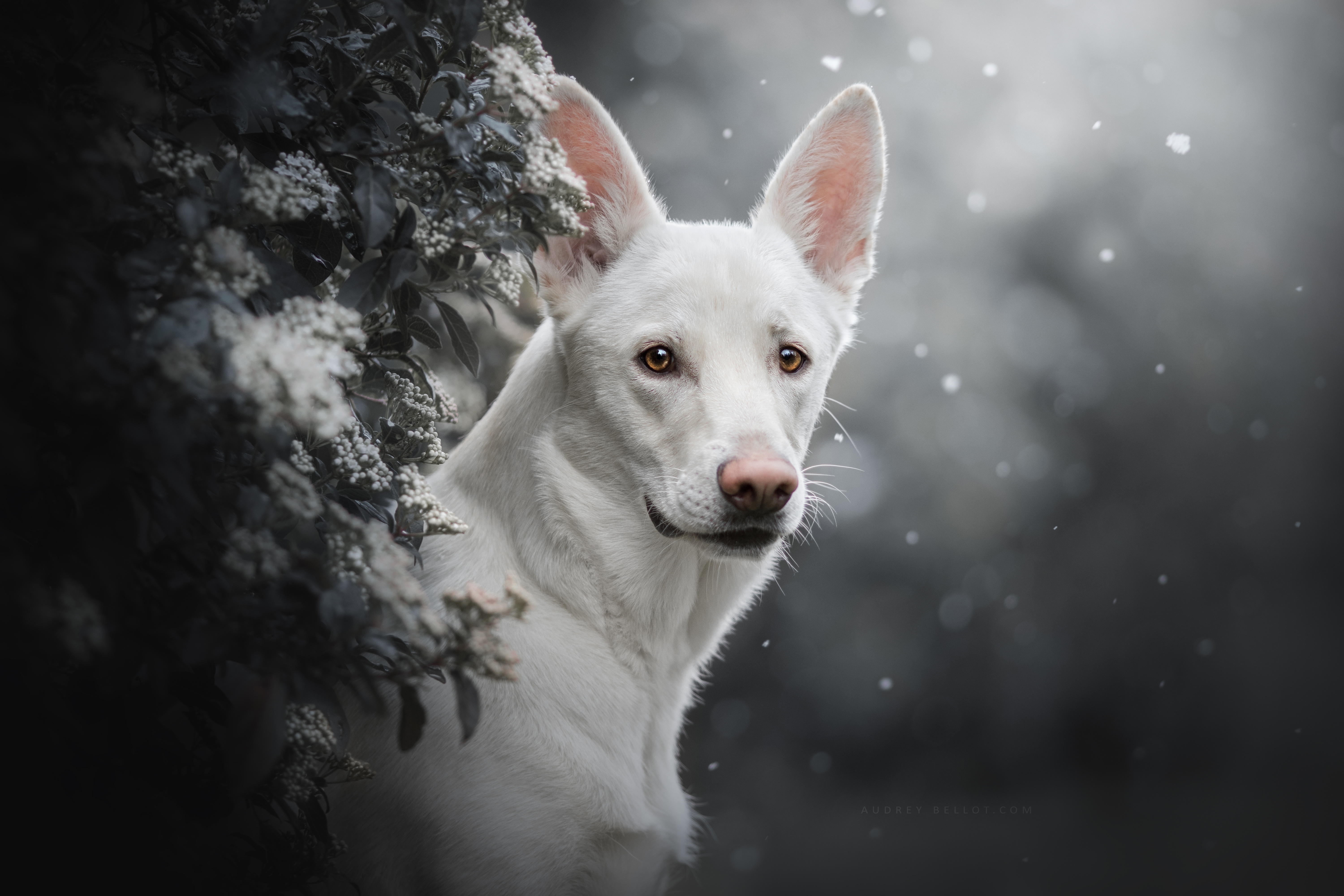 490247 descargar imagen animales, pastor blanco, perro, perros: fondos de pantalla y protectores de pantalla gratis