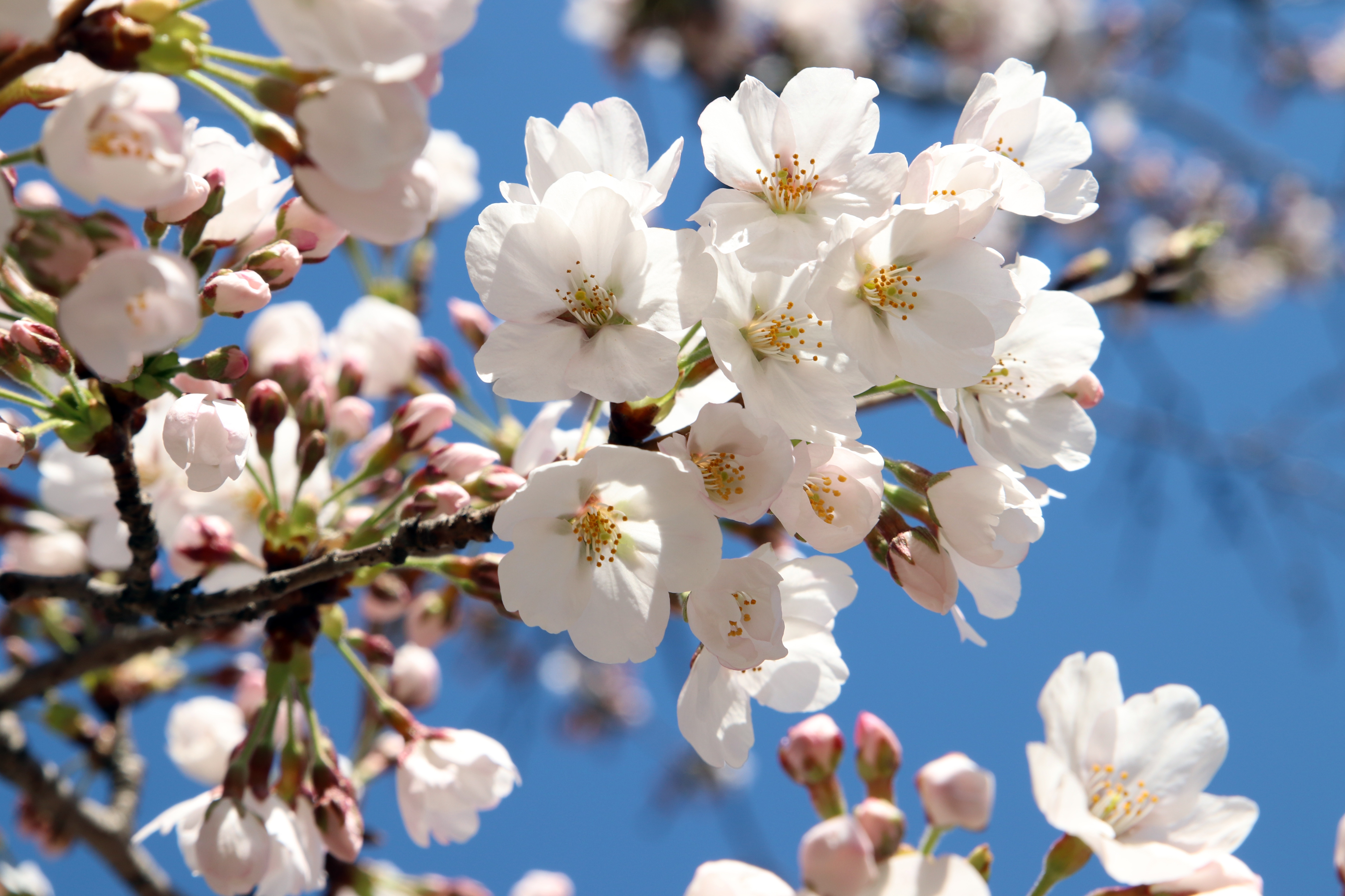 Download mobile wallpaper Branch, Earth, Spring, White Flower, Blossom for free.