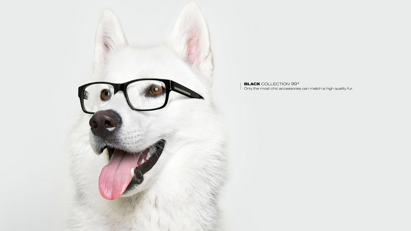 Free download wallpaper Dogs, Dog, Animal on your PC desktop