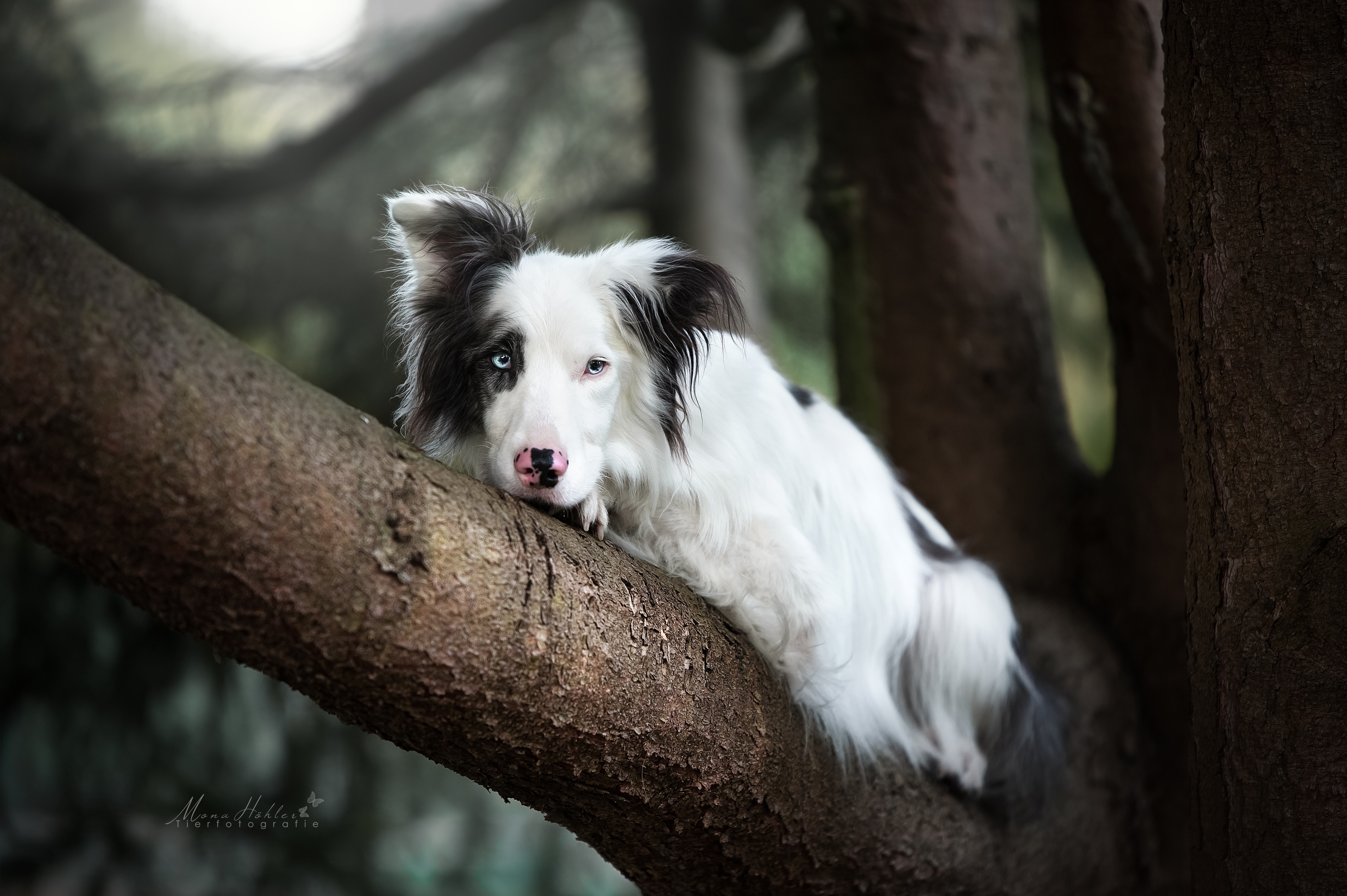 Download mobile wallpaper Dogs, Dog, Animal, Trunk, Border Collie for free.