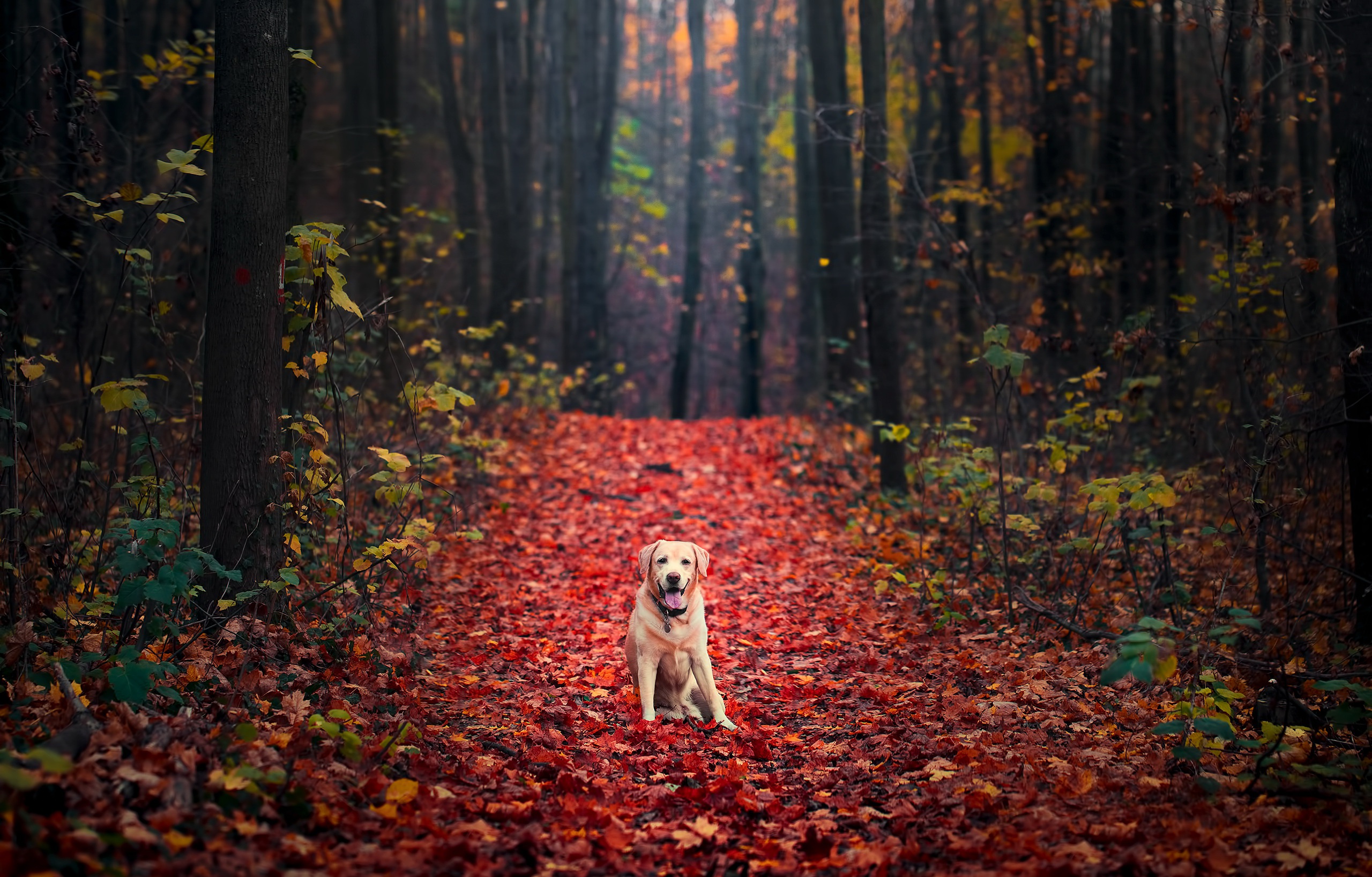 Download mobile wallpaper Dogs, Forest, Dog, Leaf, Fall, Path, Animal, Golden Retriever for free.