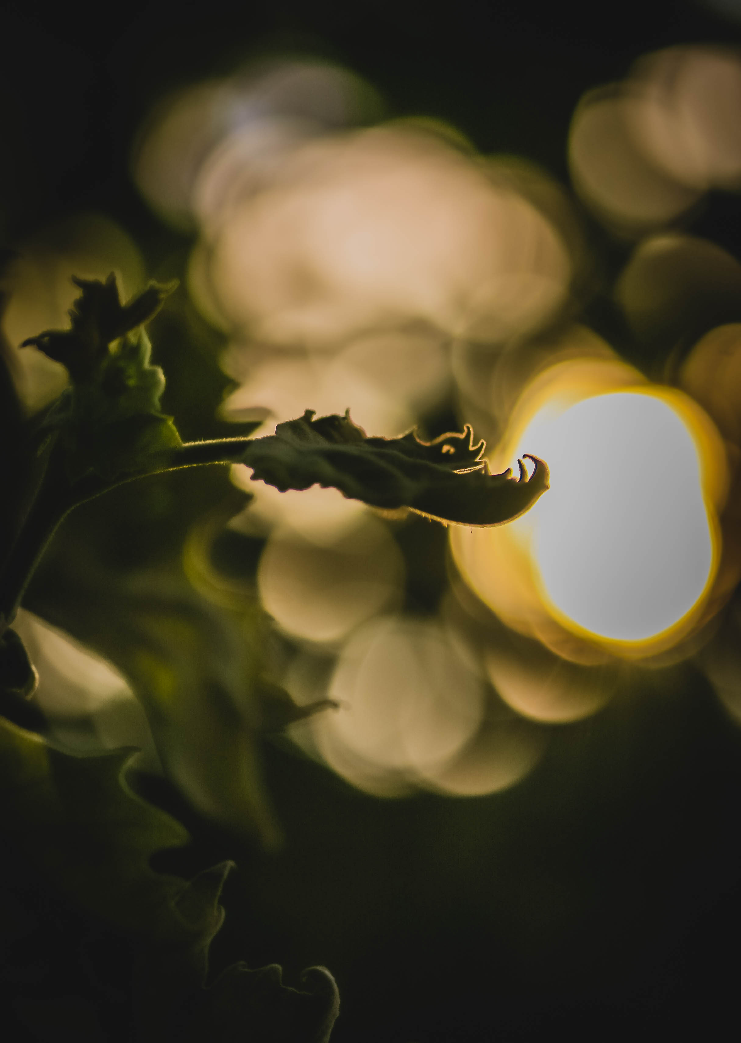 Download mobile wallpaper Sprout, Macro, Smooth, Boquet, Plant, Bokeh, Blur for free.