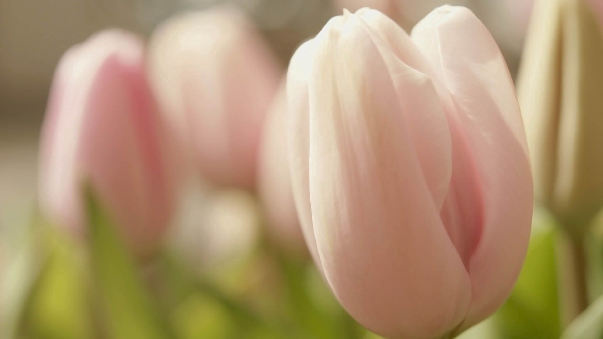 Téléchargez des papiers peints mobile Tulipe, Macro, Pétales, Bourgeon, Fleurs gratuitement.