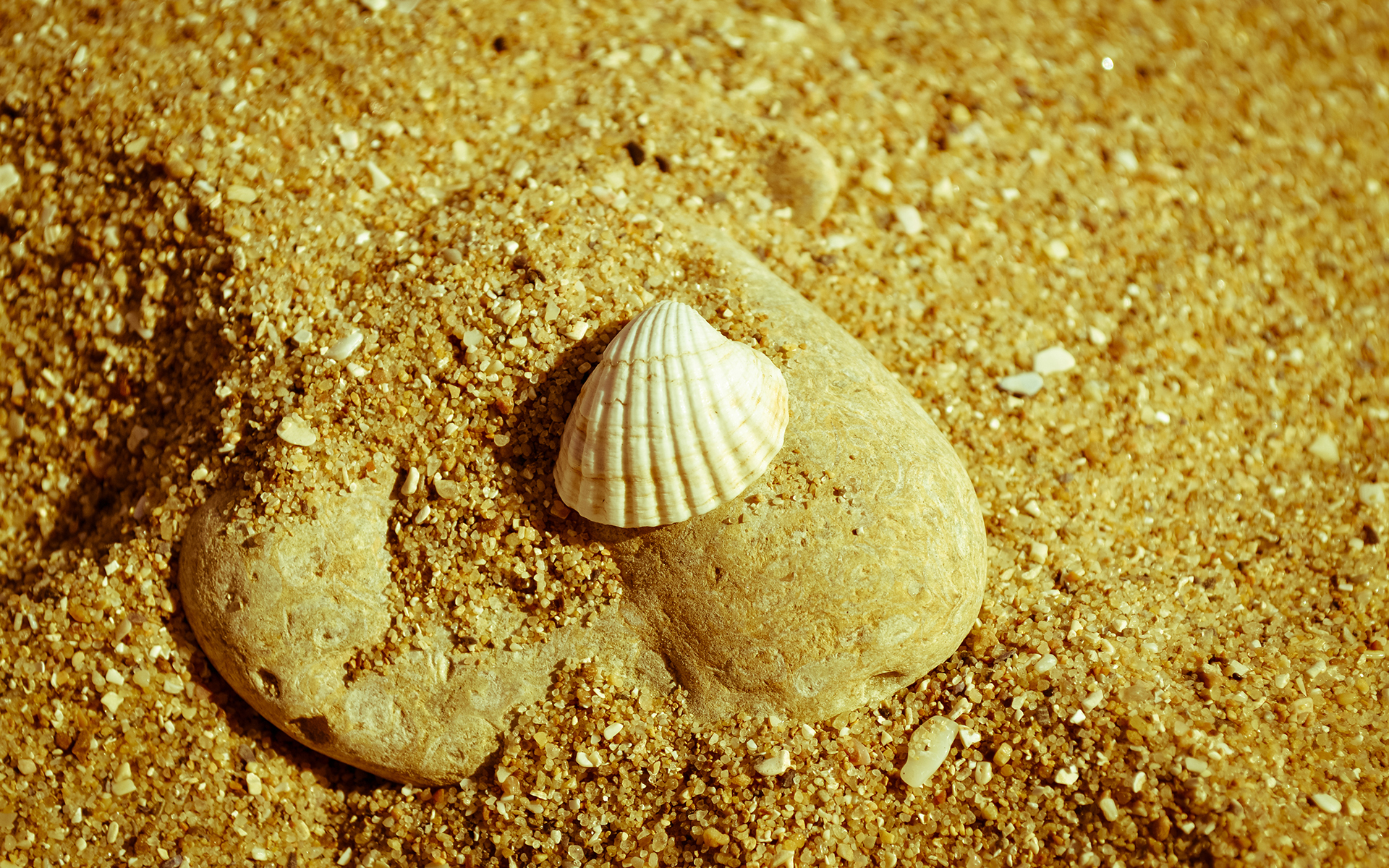 background, shells, yellow