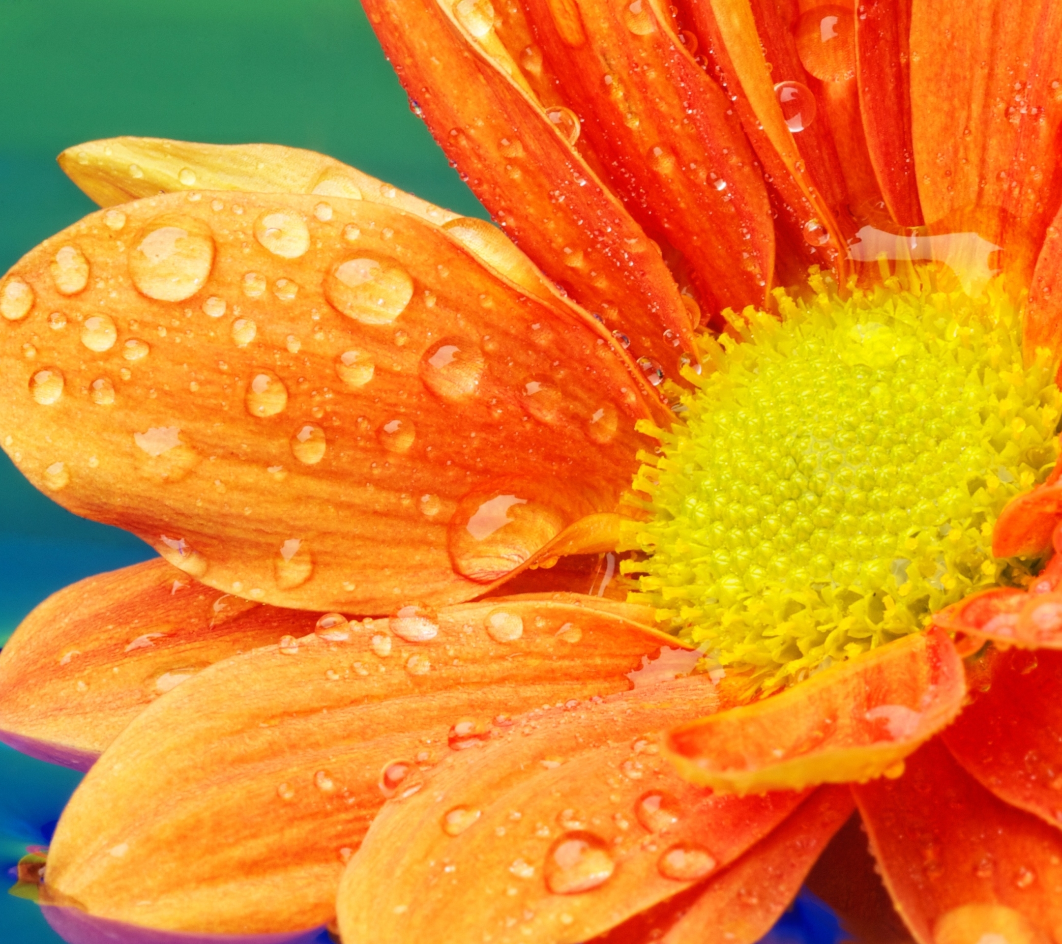 Download mobile wallpaper Flowers, Flower, Close Up, Earth, Water Drop, Orange Flower for free.