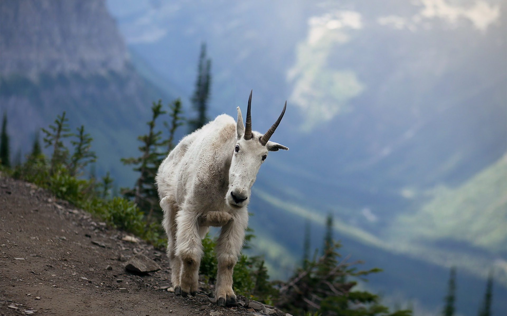 672894 télécharger l'image animaux, chèvre de montagne - fonds d'écran et économiseurs d'écran gratuits